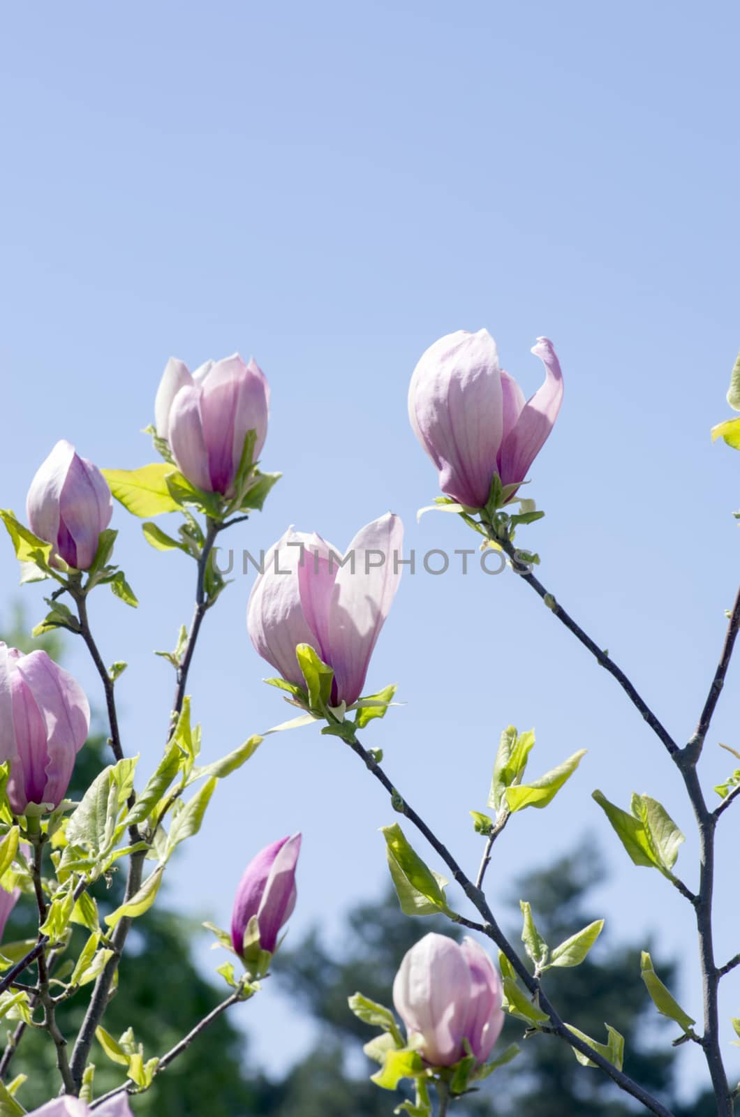 Beautiful Flowers of a Magnolia Tree. Soft focus by dolnikow