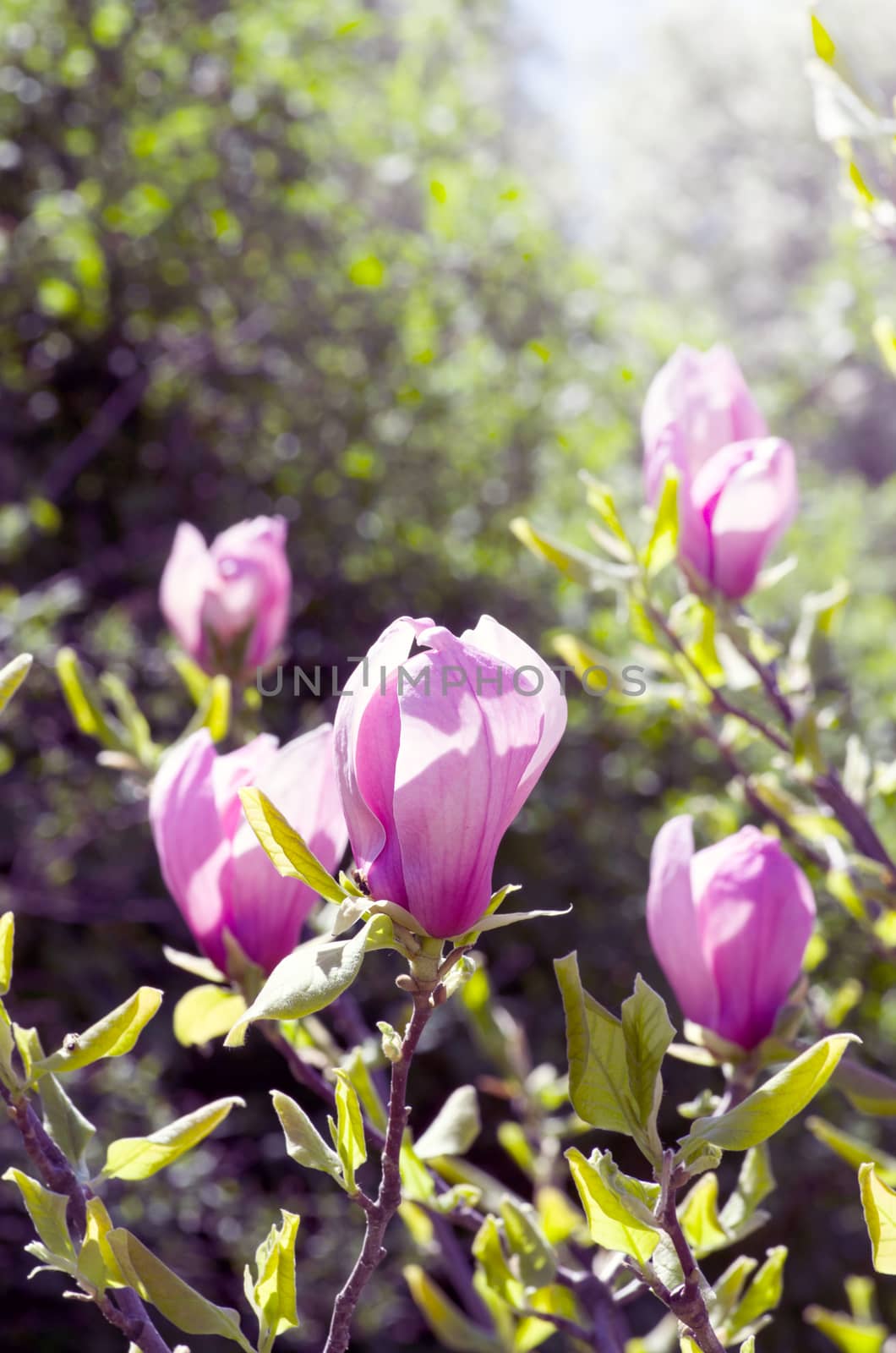 Beautiful Flowers of a Magnolia Tree. Soft focus by dolnikow