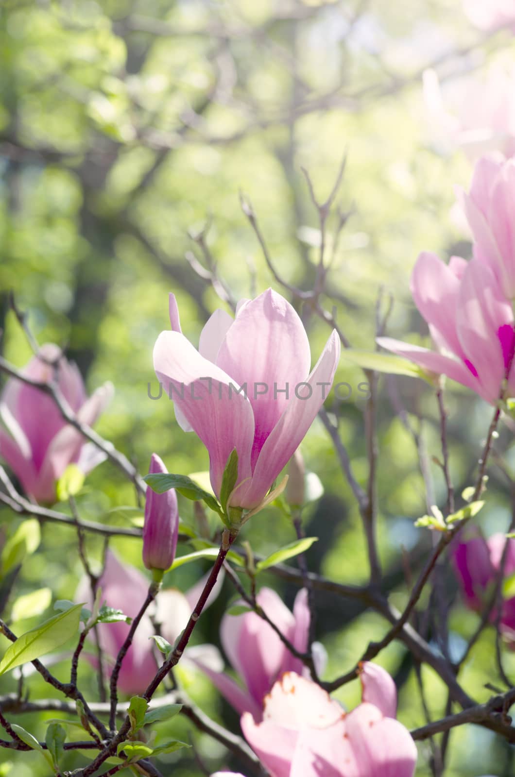 Beautiful Flowers of a Magnolia Tree. Soft focus