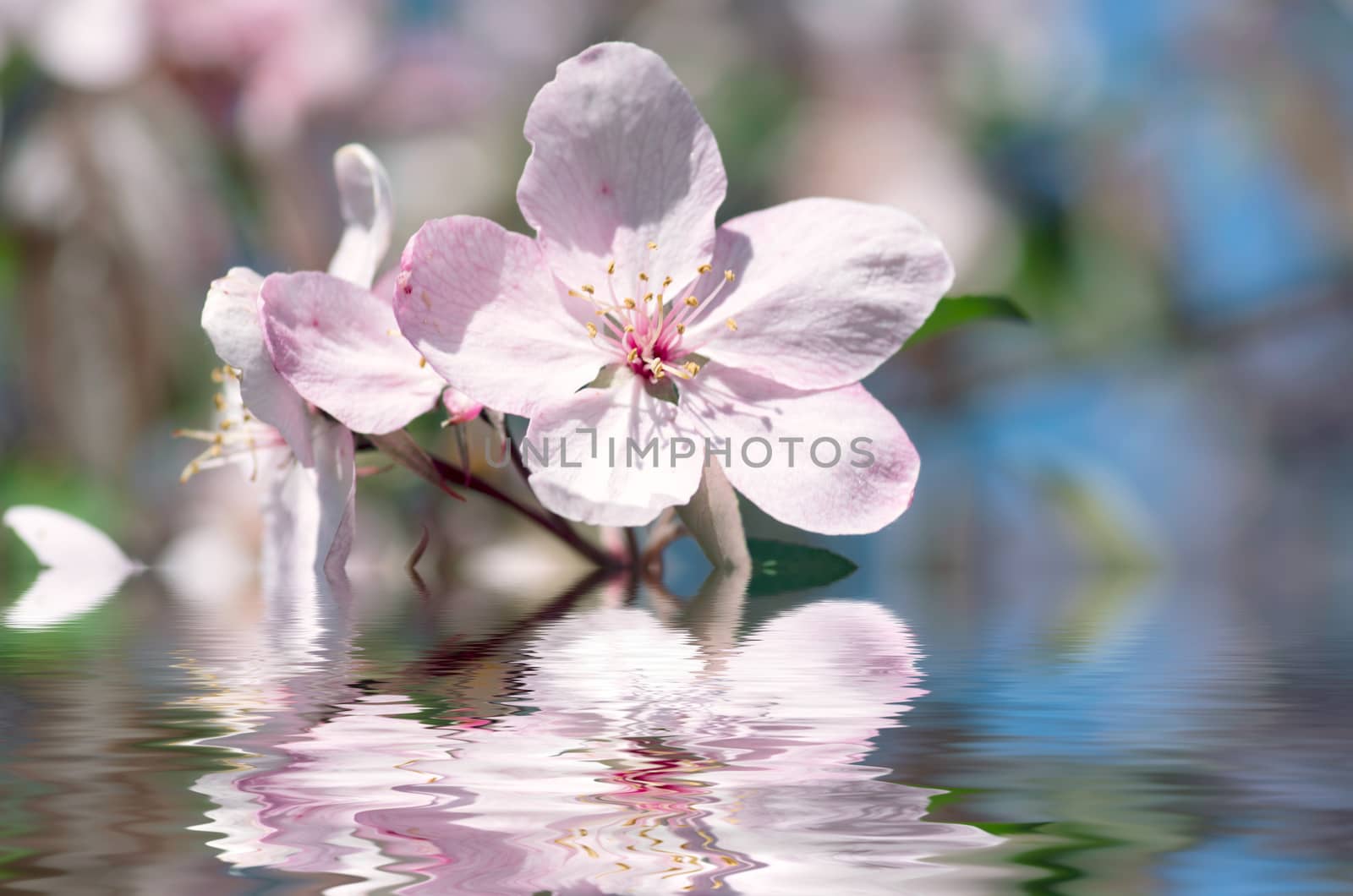 Beautiful Flower in spring. Natural background, soft focus. by dolnikow