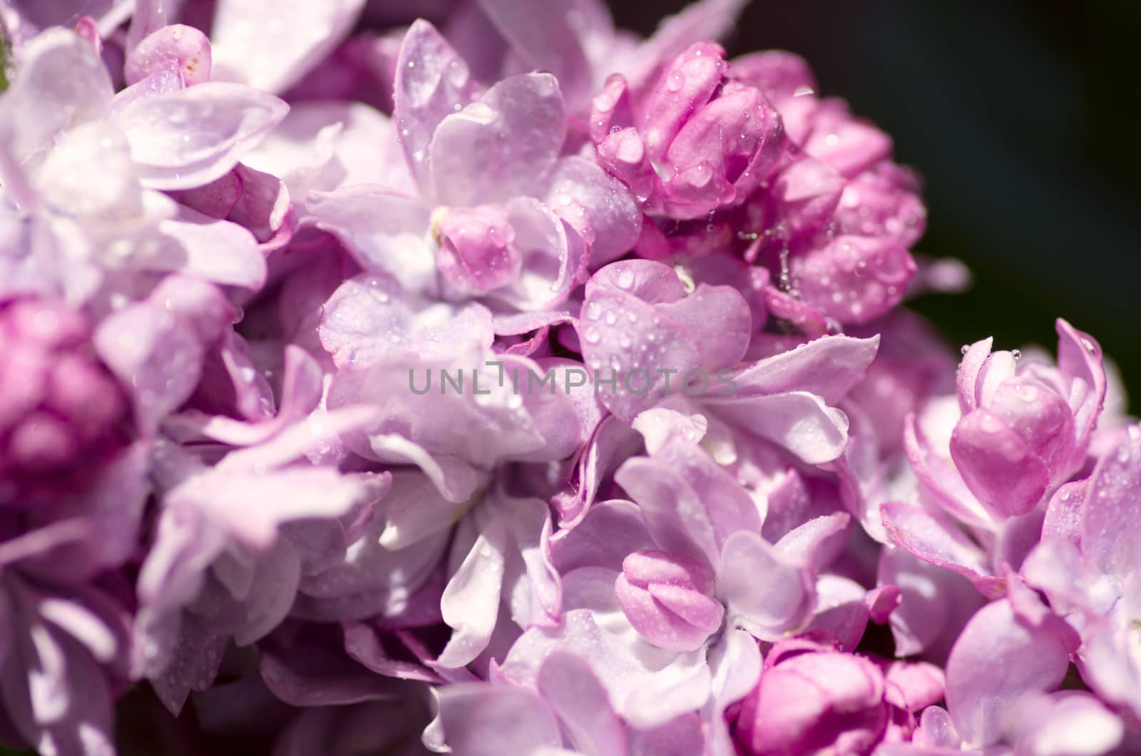 Blooming lilac flowers. Abstract background. Macro photo.  by dolnikow