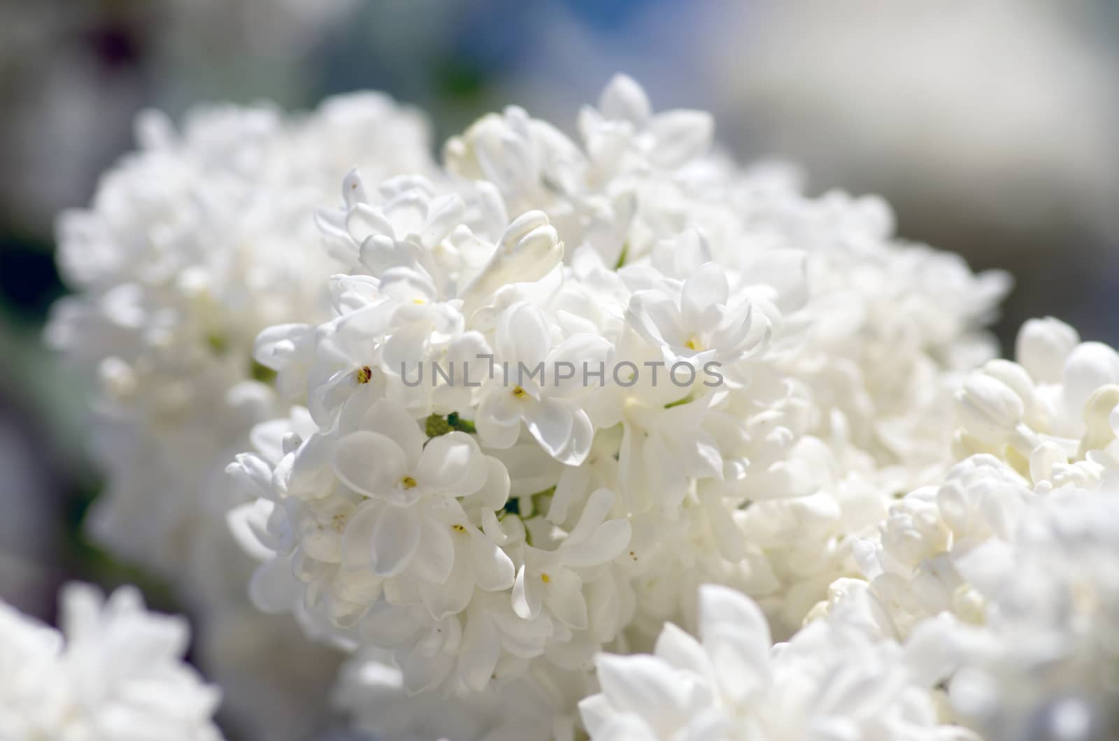 Blooming lilac flowers. Abstract background. Macro photo.  by dolnikow