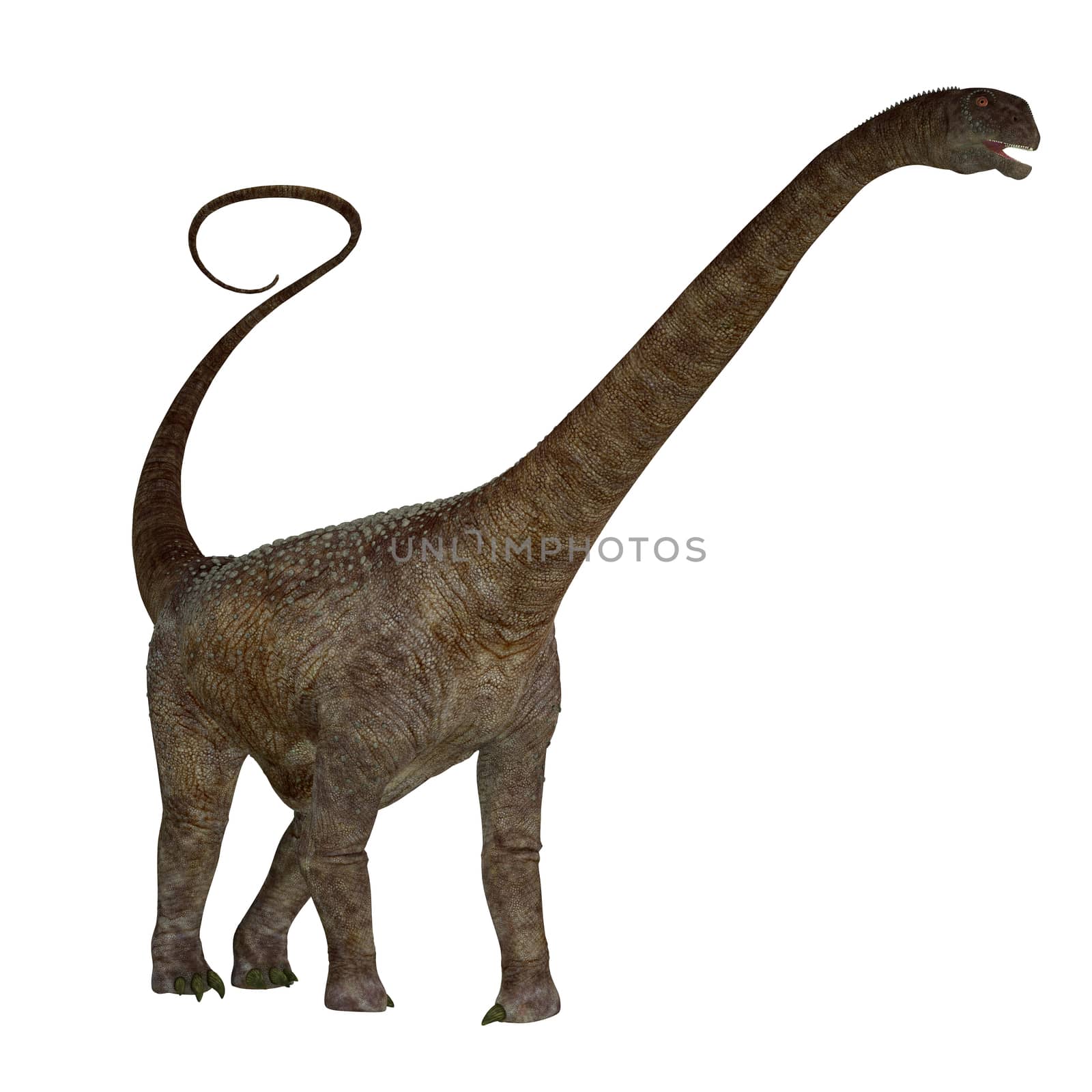 Malawisaurus Dinosaur on White by Catmando