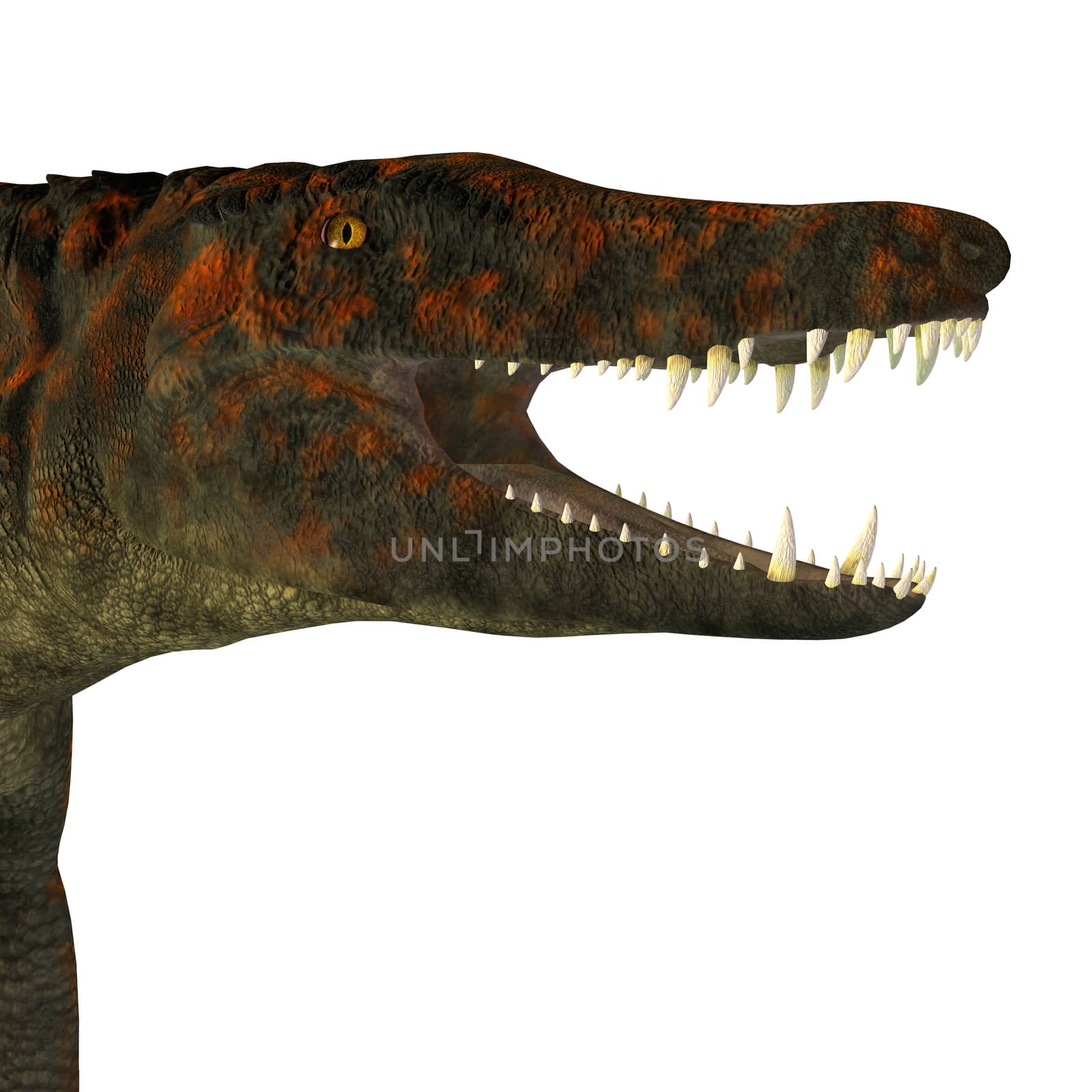 Uberabasuchus Dinosaur Head by Catmando
