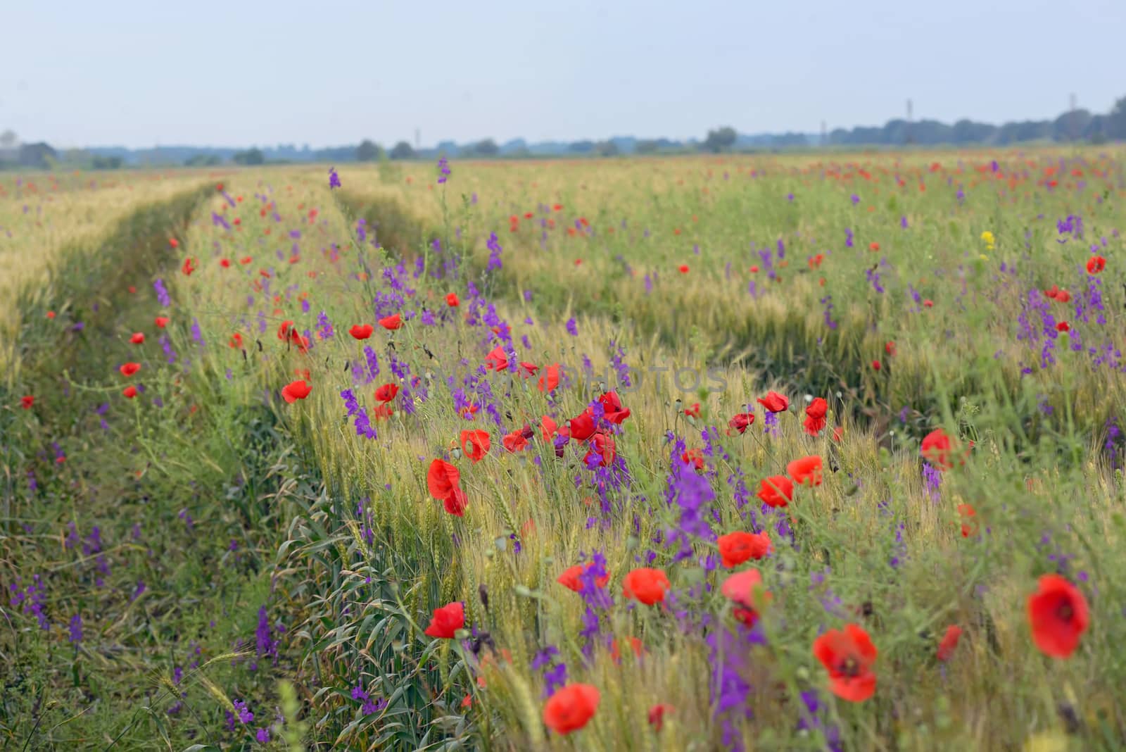 colorful flowers on field in summer