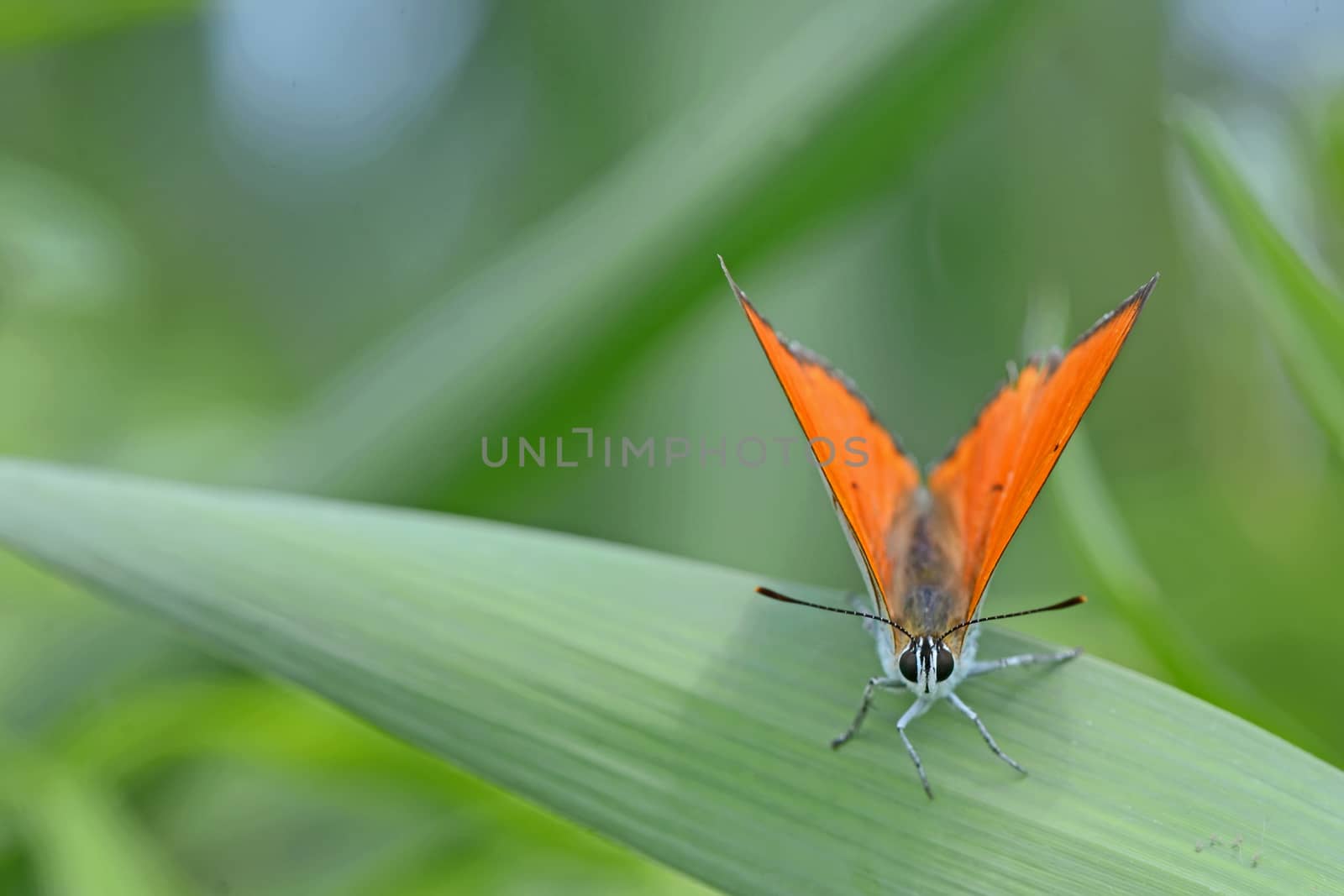 Common Blue (Polyommatus icarus) butterfly on a yellow flower