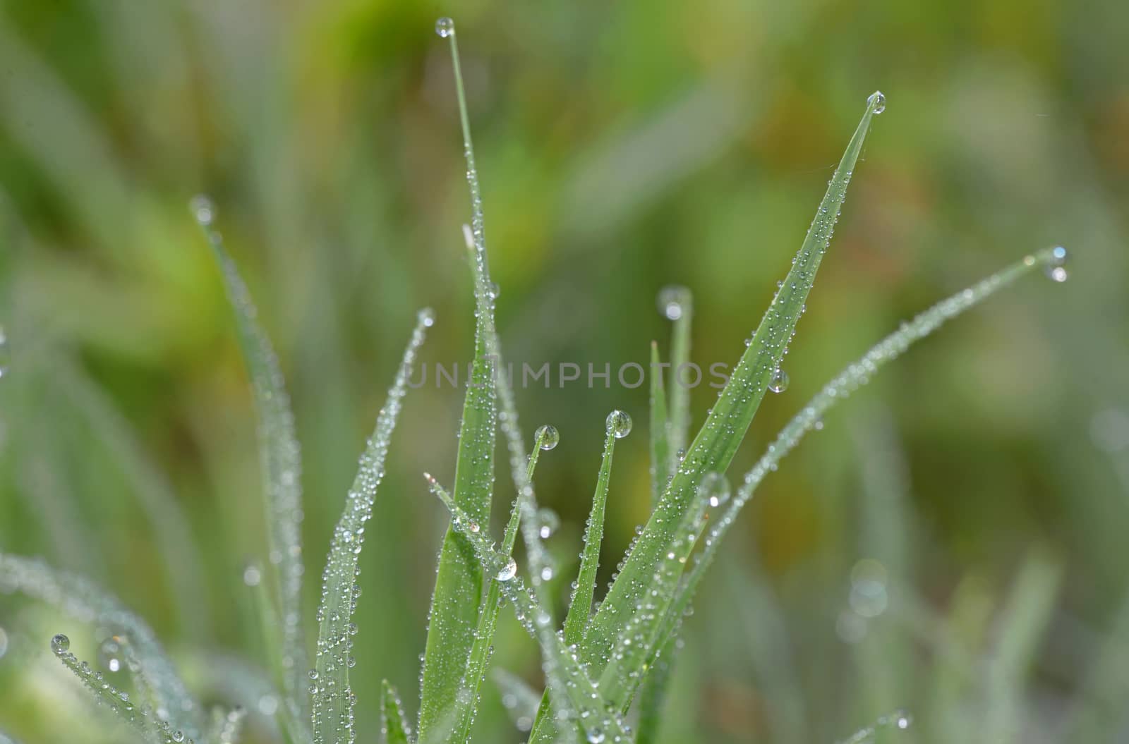 Dew drops on fresh green grass 