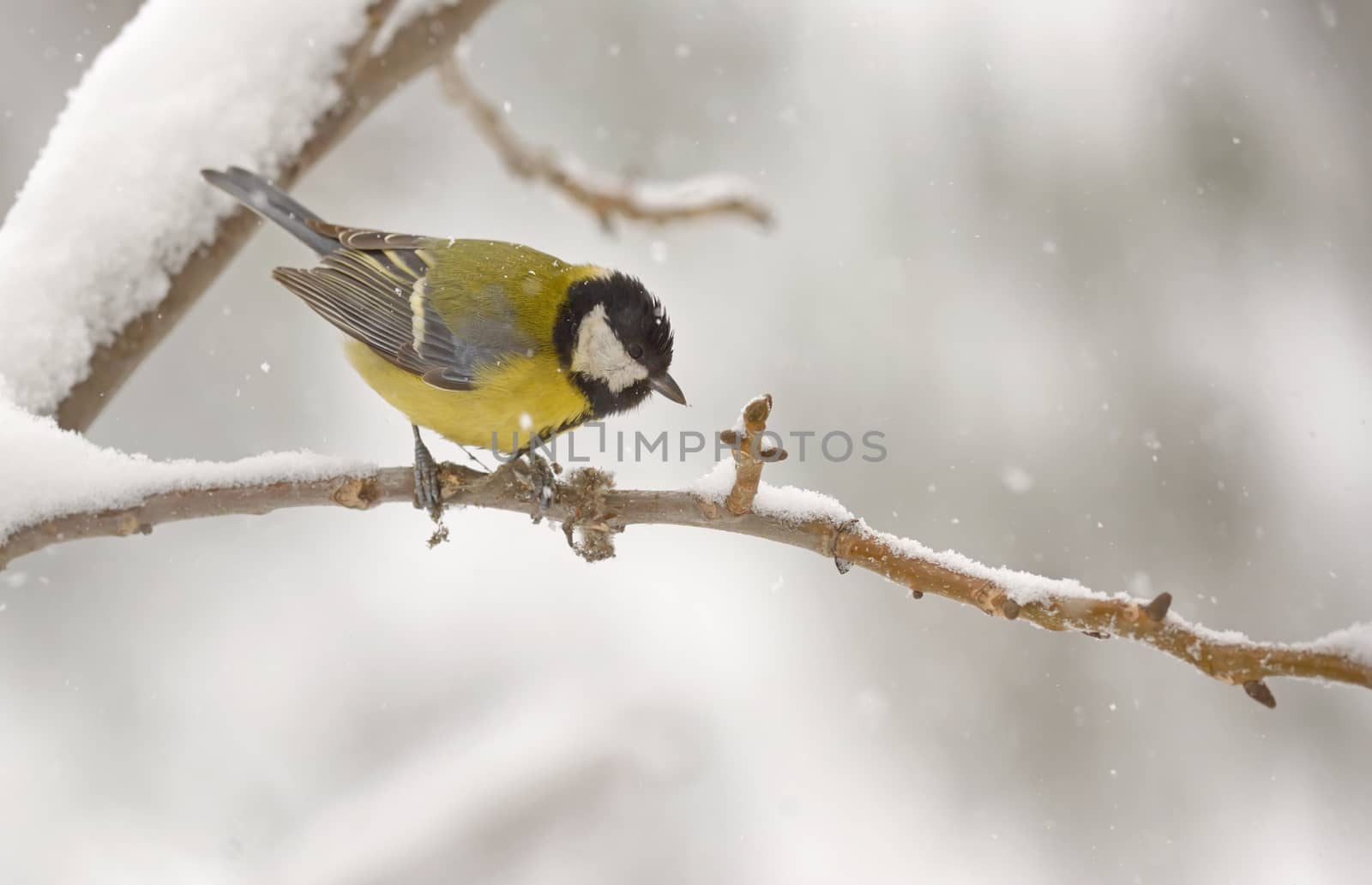 Great tit in winter under falling snow