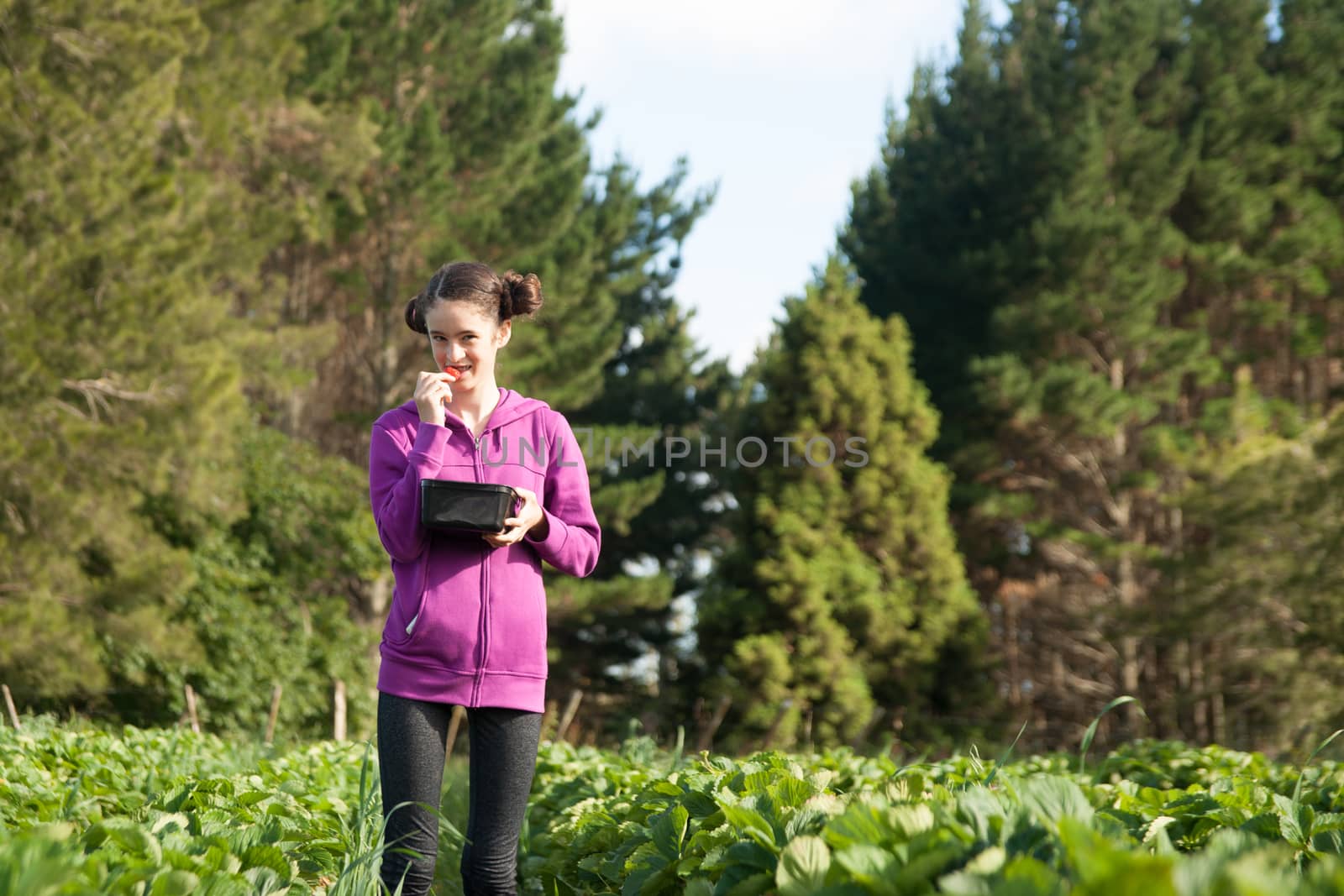 Young woman looks sheepish as she pops strawberry into mouth while picking in season strwaberries