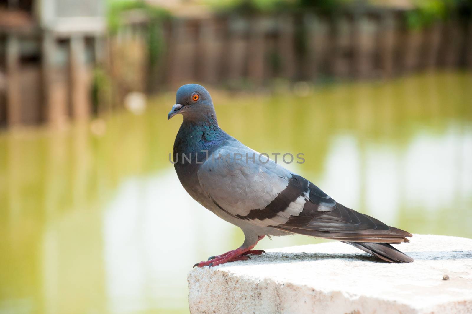 Pigeons or doves are the bird family Columbidae.

The common names pigeon and dove are often used interchangeably. In ornithology, "dove" tends to be used for smaller species and "pigeon" for larger ones. The feral domestic pigeon is often called the "rock dove": it is common in many cities.

There are more than 300 species in the family. They usually make nests of sticks, and their two white eggs are incubated by both the male and the female parent. Doves feed on seeds, fruit and plants.

Unlike most other birds, the doves and pigeons produce a type of milk. It is produced in their crop, and called crop milk. Both sexes have this highly nutritious milk to feed their young.