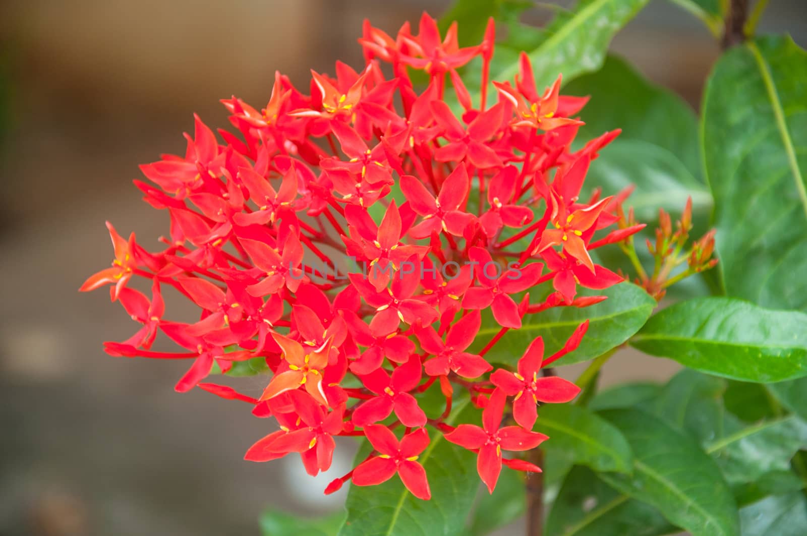 coccinea is a dense, multi-branched evergreen shrub, commonly 4–6 ft (1.2–2 m) in height, but capable of reaching up to 12 ft (3.6 m) high. It has a rounded form, with a spread that may exceed its height. The glossy, leathery, oblong leaves are about 4 in (10 cm) long, with entire margins, and are carried in opposite pairs or whorled on the stems. Small tubular, scarlet flowers in dense rounded clusters 2-5 in (5–13 cm) across are produced almost all year long.