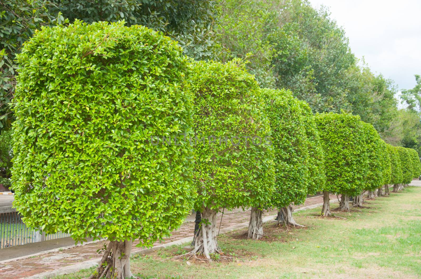 Plants, also called green plants, are multicellular eukaryotes of the kingdom Plantae. They form an unranked clade Viridiplantae (Latin for green plants) that includes the flowering plants, conifers and other gymnosperms,ferns, clubmosses, hornworts, liverworts, mosses and the green algae. Green plants exclude the red and brown algae, the fungi, archaea, bacteria and animals.