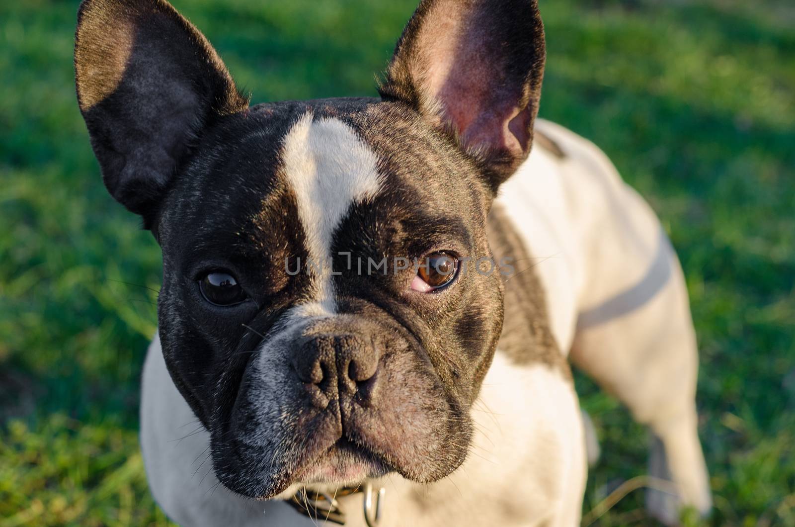 French bulldog walking on the street looking at me