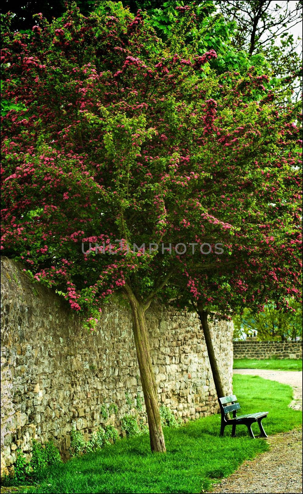 Bench under Flowering Tree by zhekos