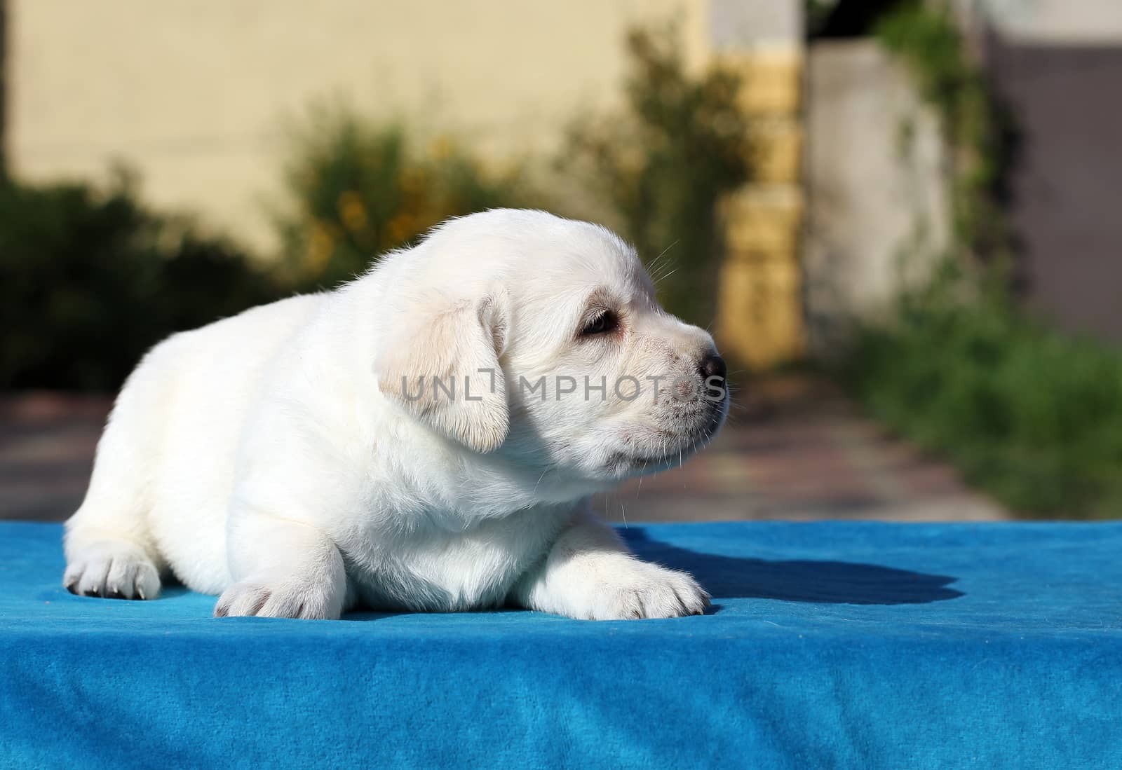 the little yellow labrador puppy sitting on blue background