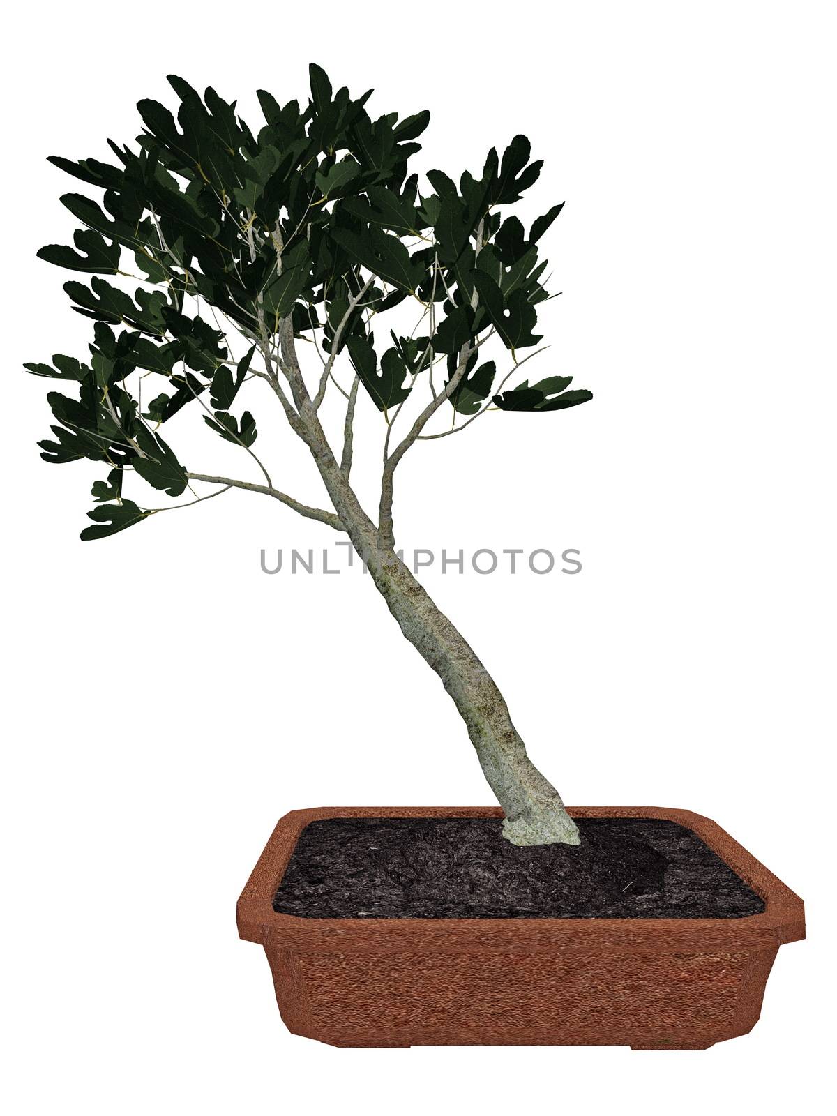 Fig, ficus carica, tree bonsai isolated in white background - 3D render