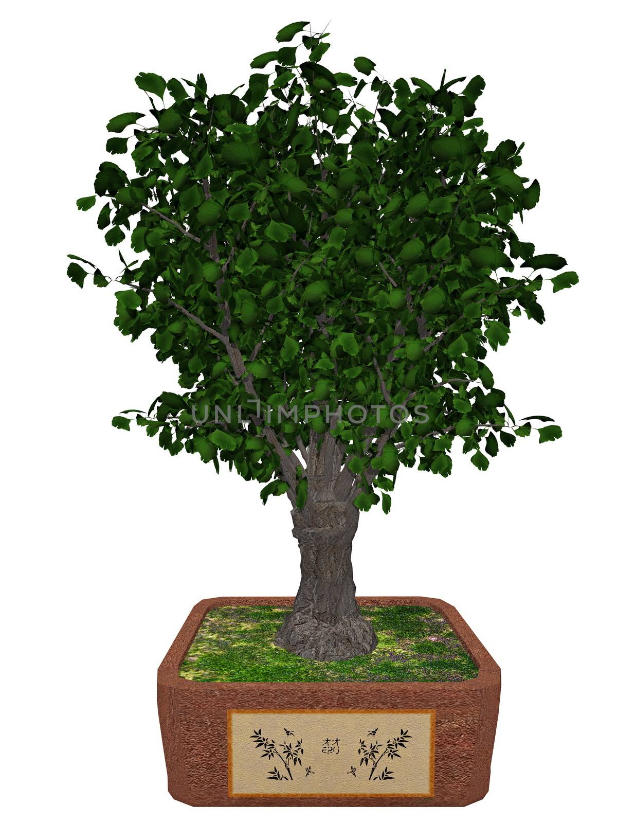 Gingko biloba tree bonsai - 3D render by Elenaphotos21