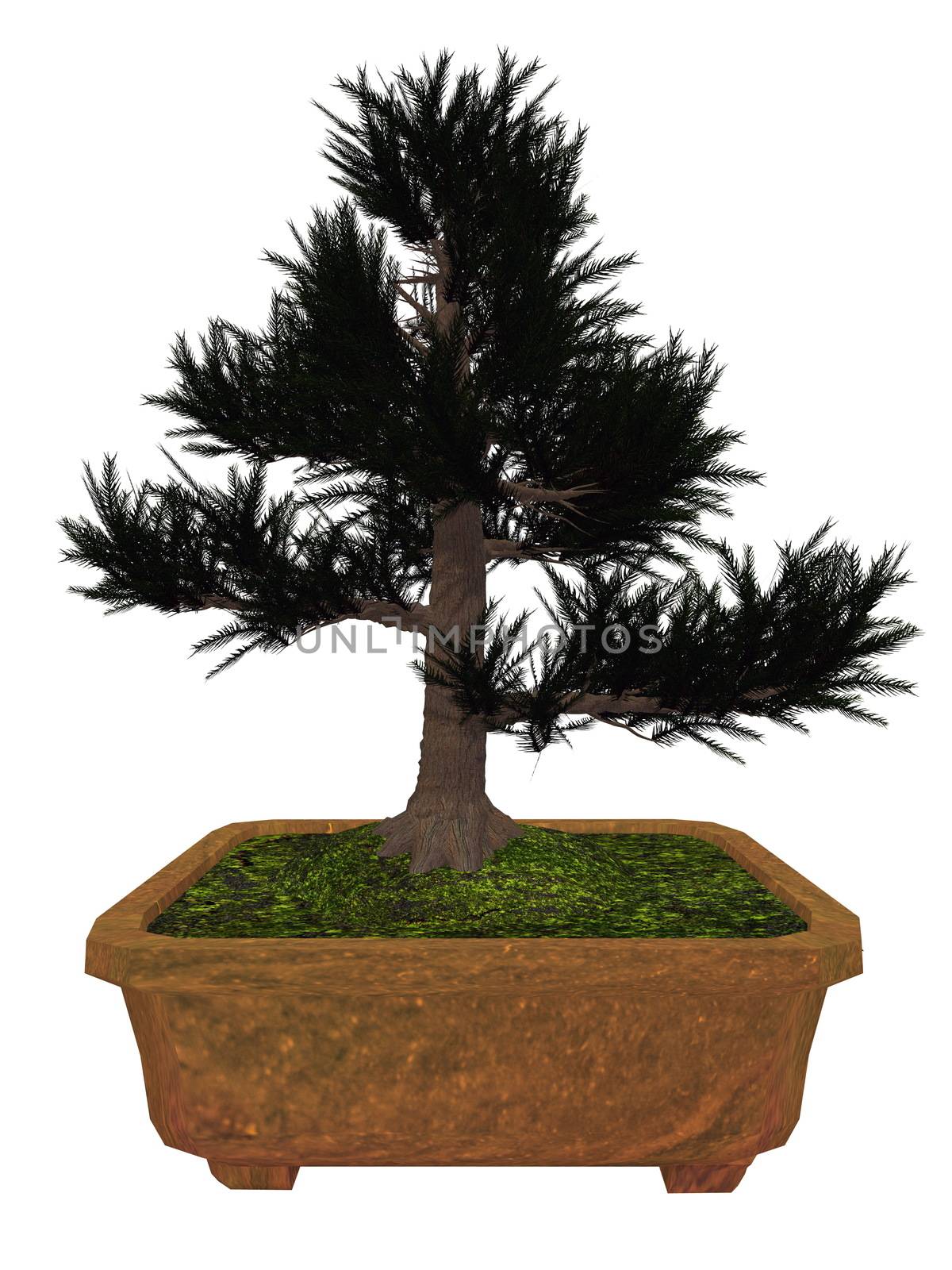 Japenese cedar, cryptomeria japonica, tree bonsai isolated in white background - 3D render