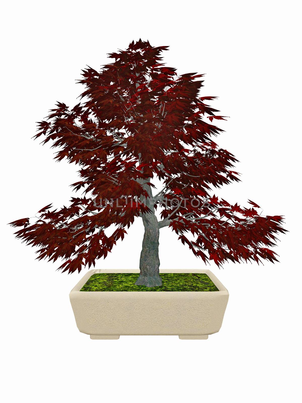 Japenese maple tree bonsai - 3D render by Elenaphotos21