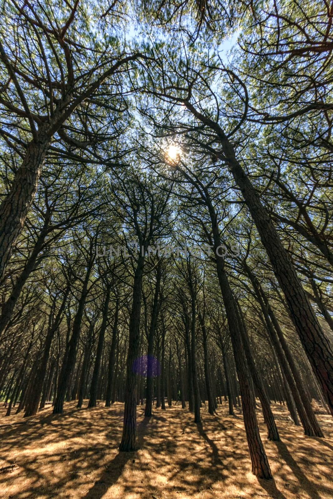 Pinewood forest, Cecina, Tuscany, Italy by Elenaphotos21