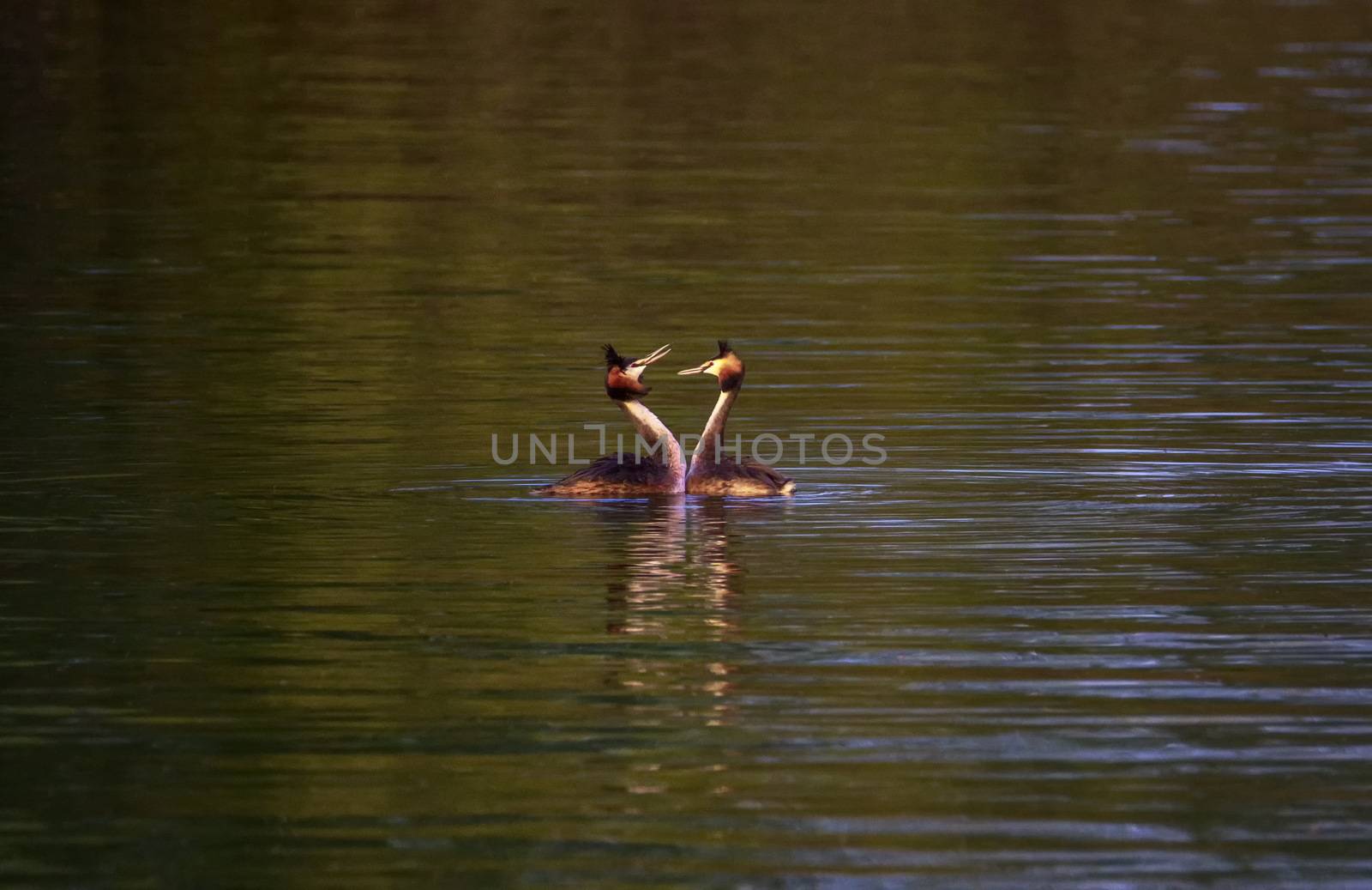 Crested grebe ducks, podiceps cristatus, courtship in the middle of the water