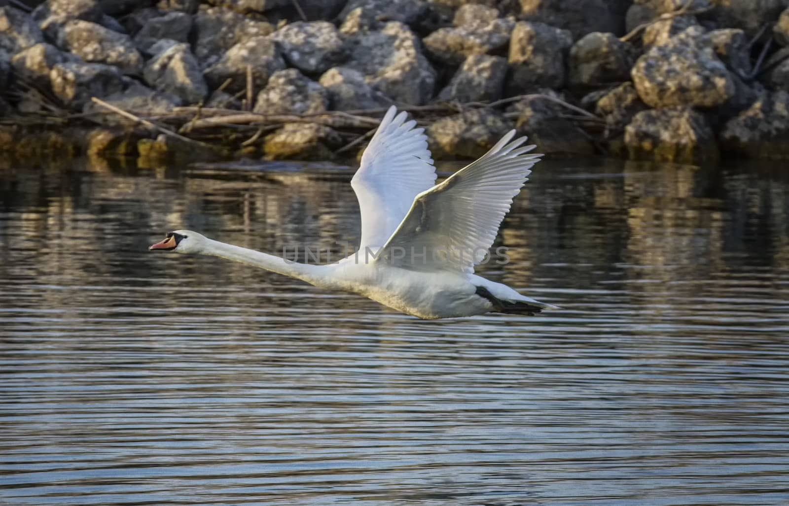 Mute swan, cygnus olor, flying on water