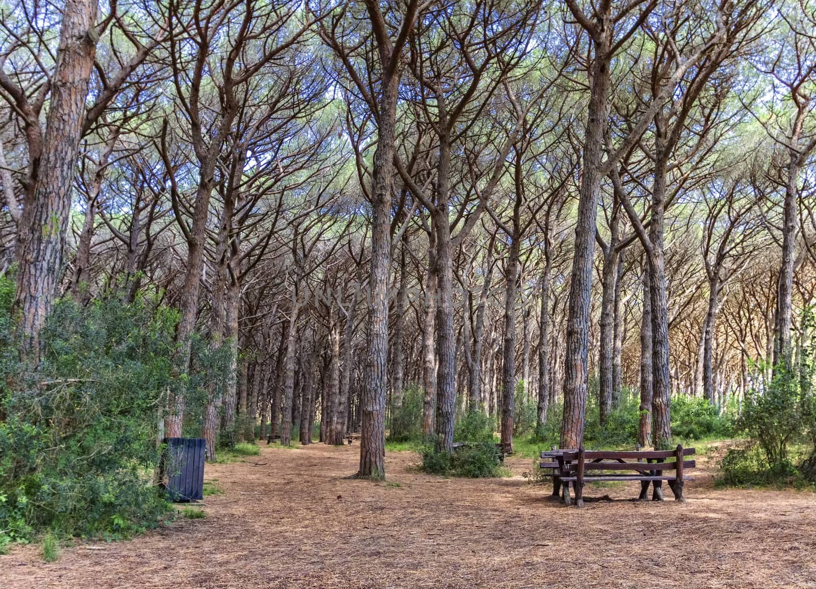 Bench in a pinewood forest, Cecina in Tuscany, Italy