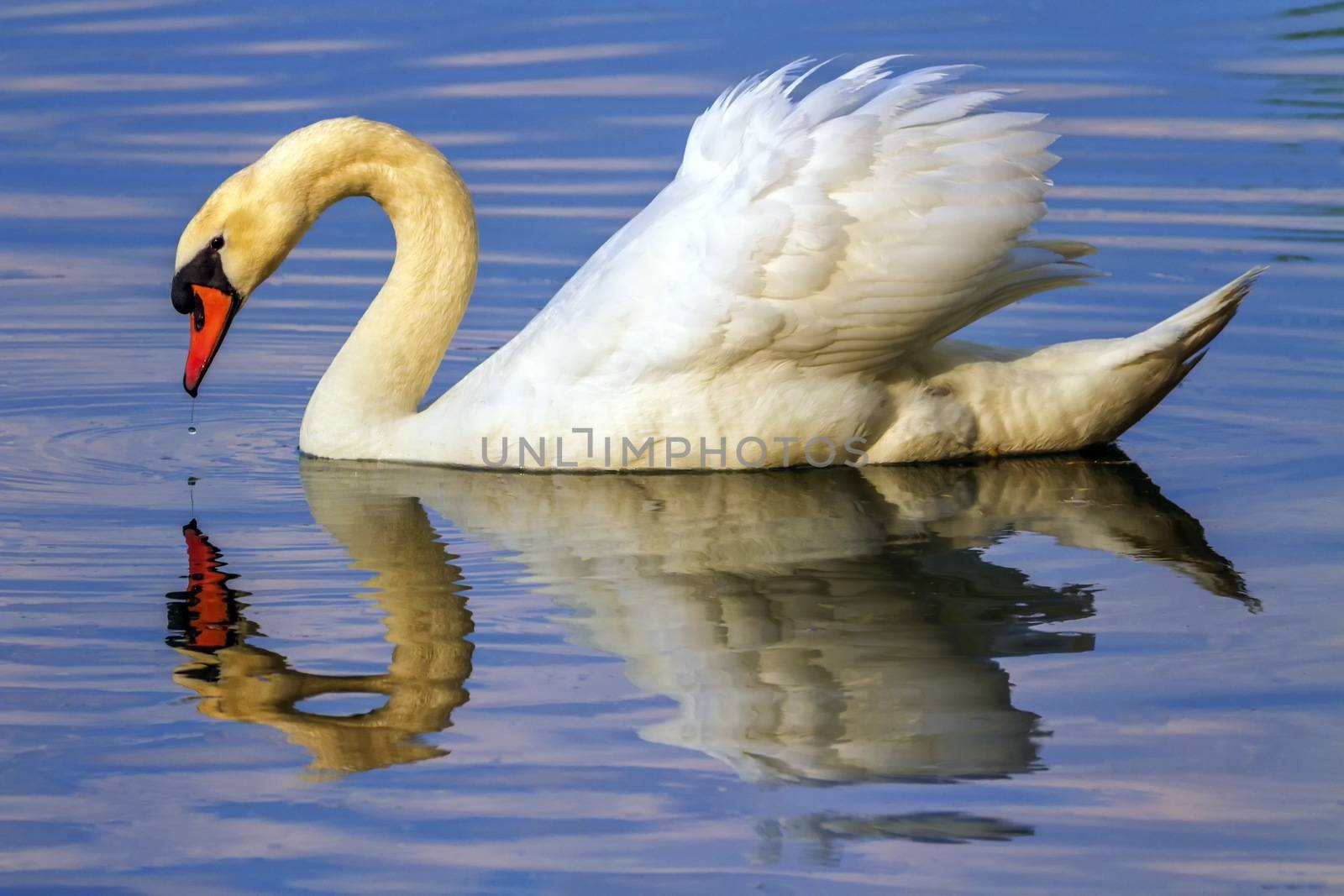 Mute swan, cygnus olor, floating on water with its reflexion in it