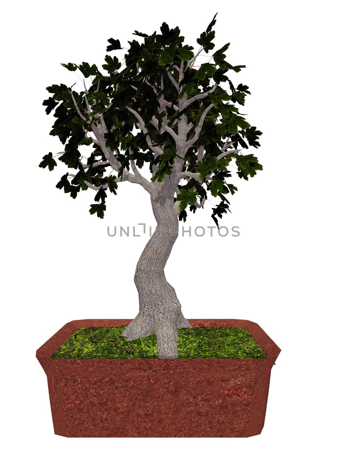 Field maple, acer campestre, tree bonsai isolated in white background - 3D render