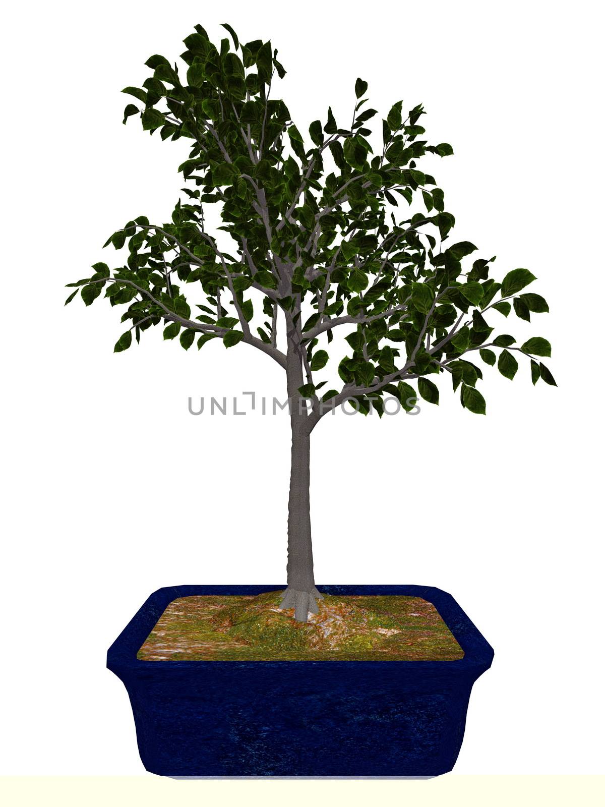 European beech tree bonsai - 3D render by Elenaphotos21