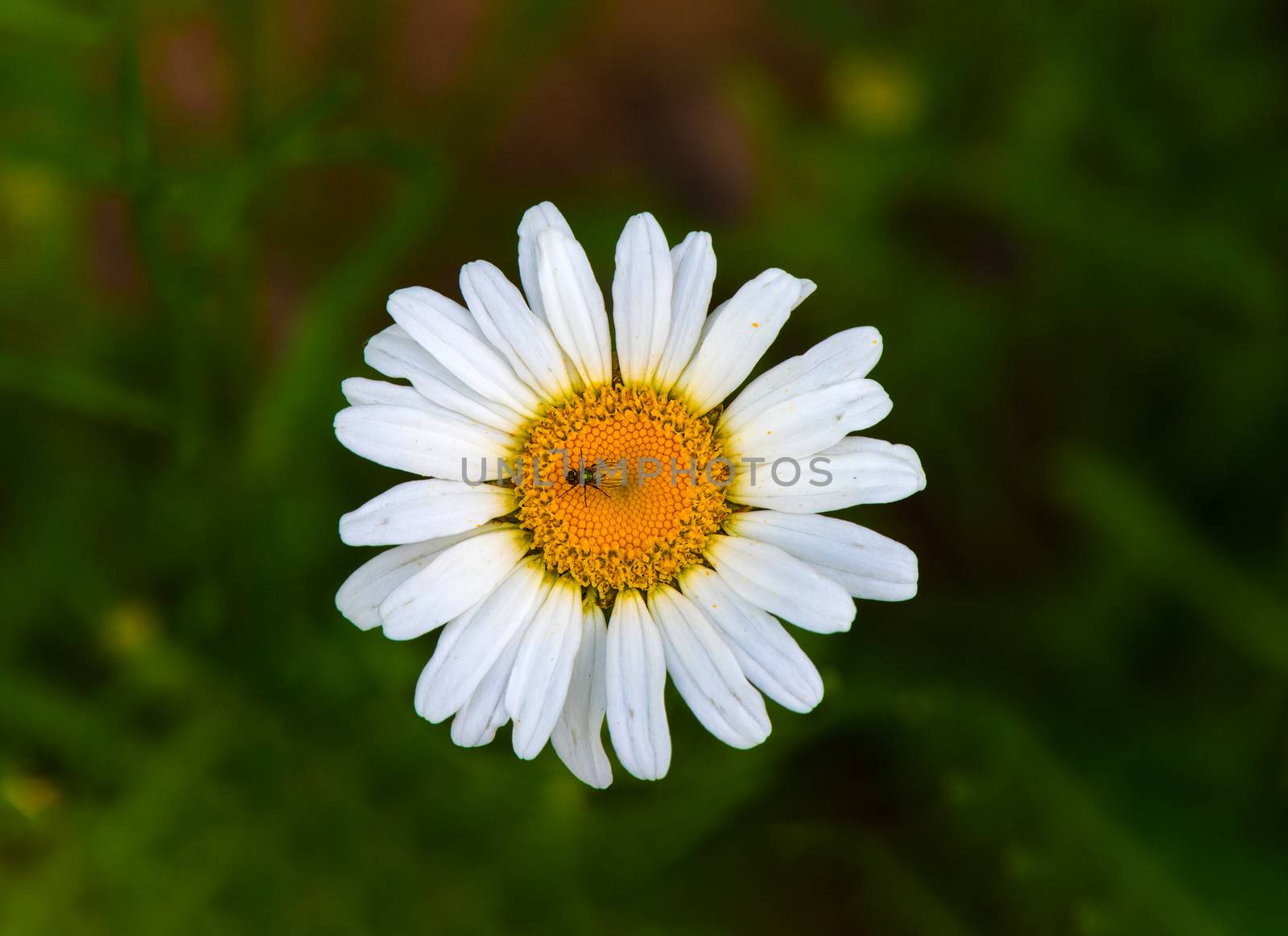 a fly resting ona  wild daisy flower