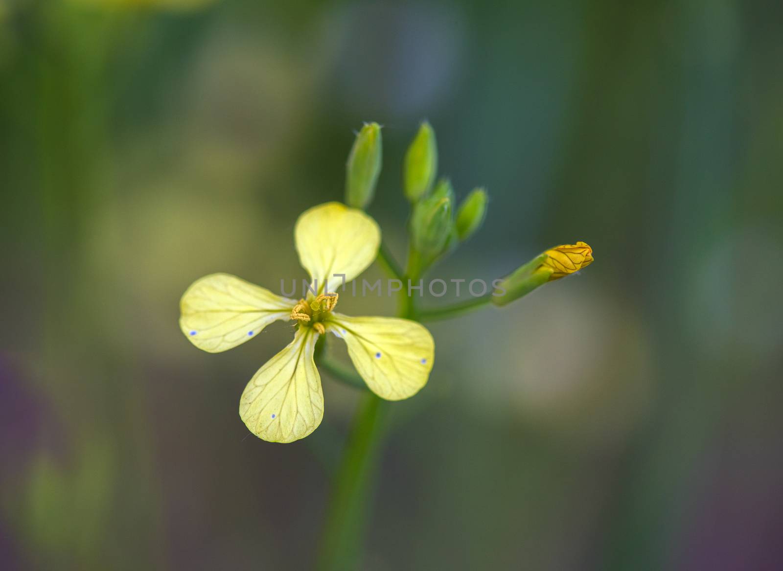 Closeup photo of a field mustard wild flower
