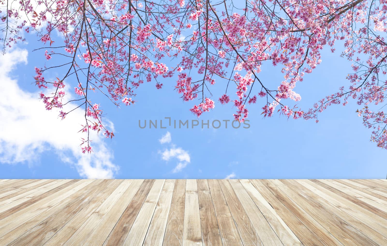 wood table and Beautiful of pink flowers cherry blossom or sakur by nopparats