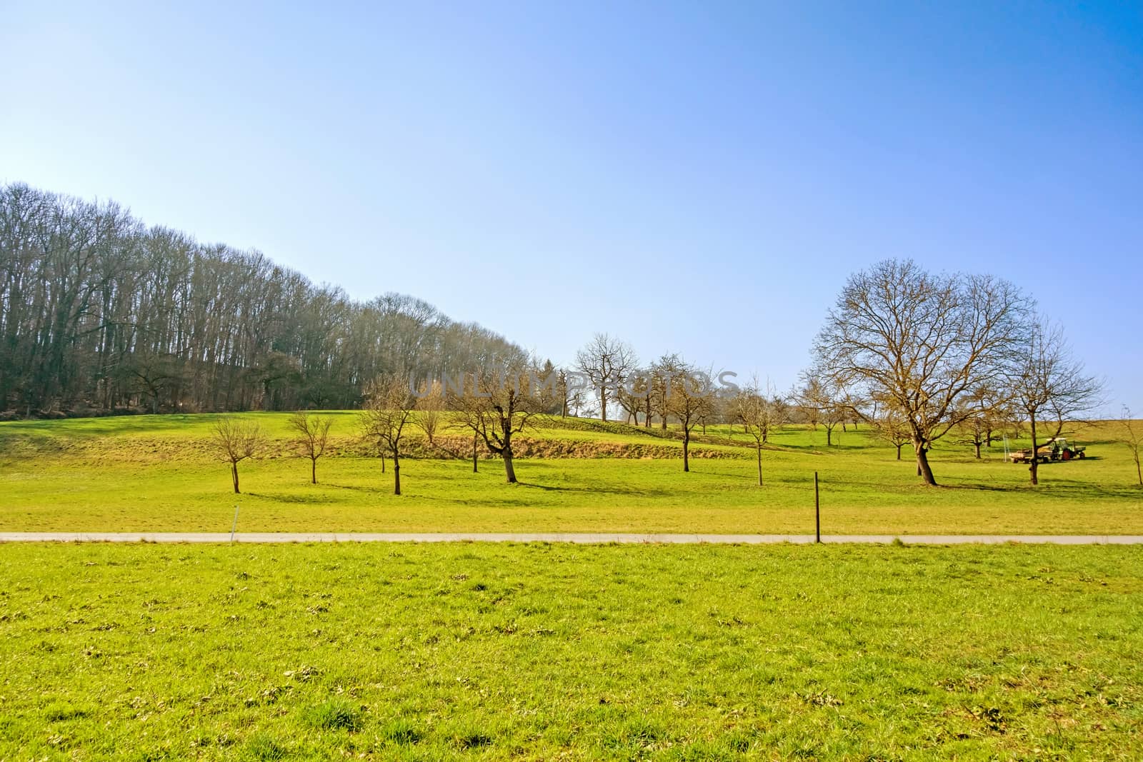 green rural landscape with fruit trees, green meadow and blue sky