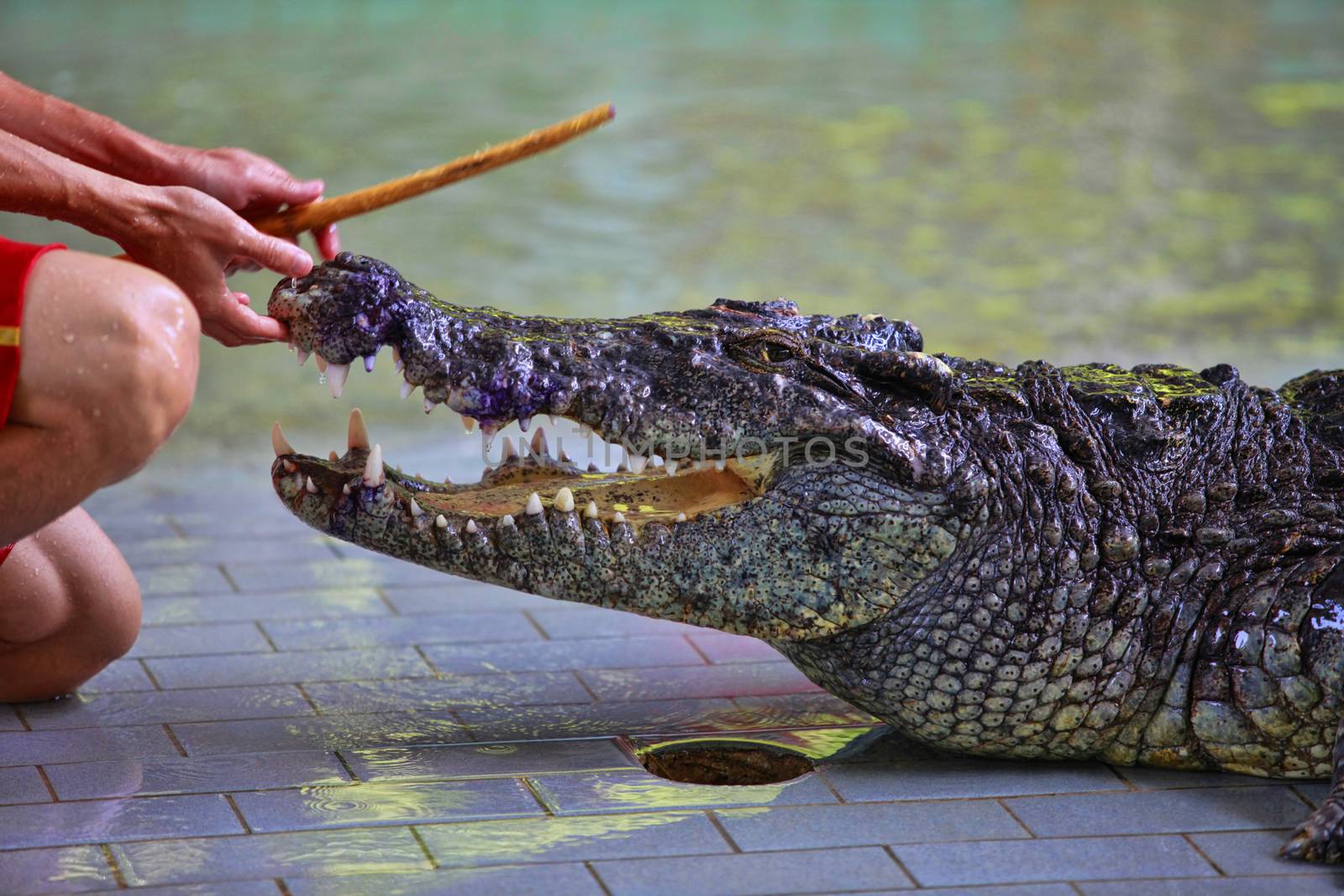 Traditional for Thailand "Show of crocodiles". A zoo keeper teases a crocodile. Thailand, Pattaya