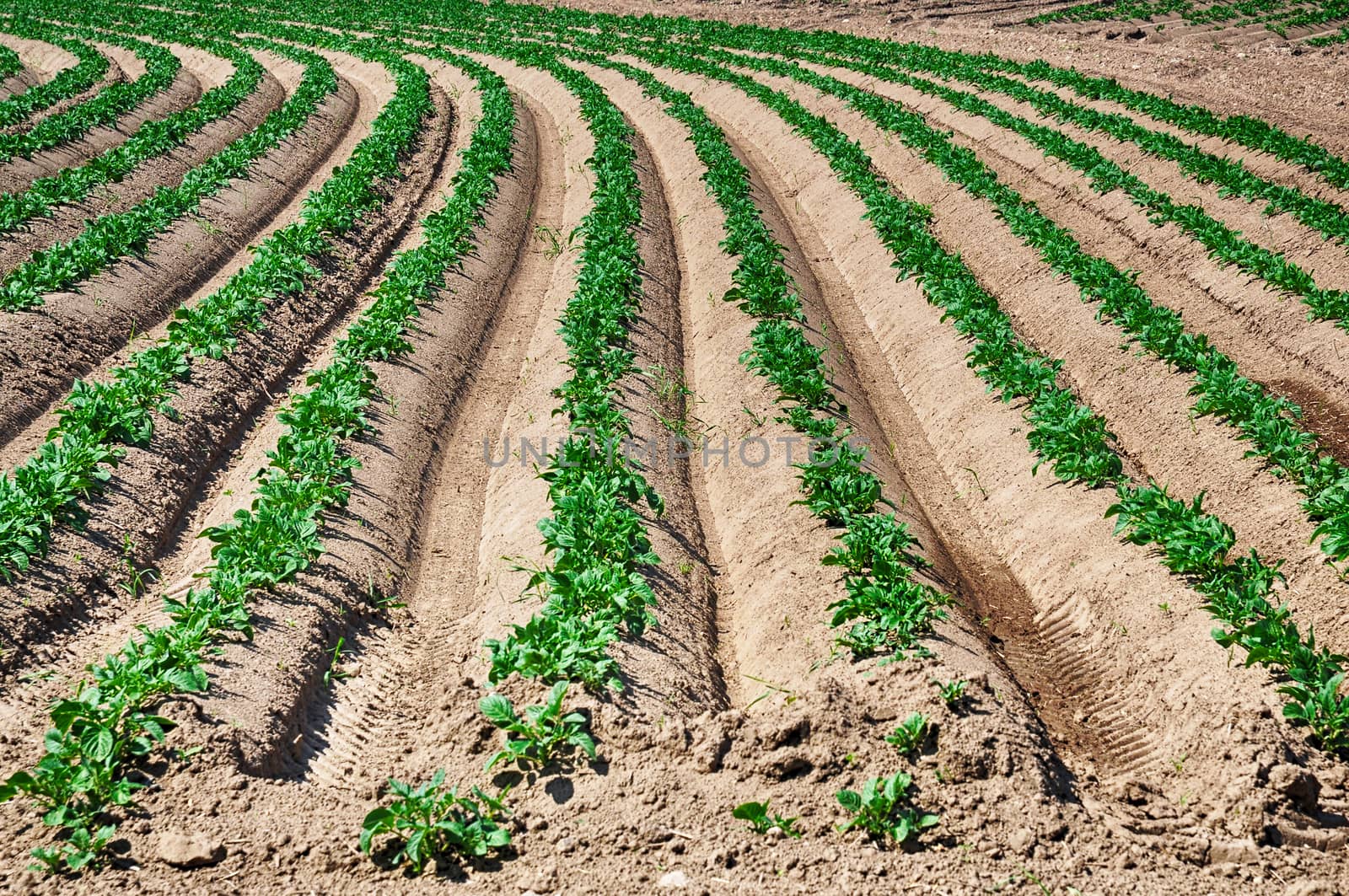 Crop field by ankihoglund