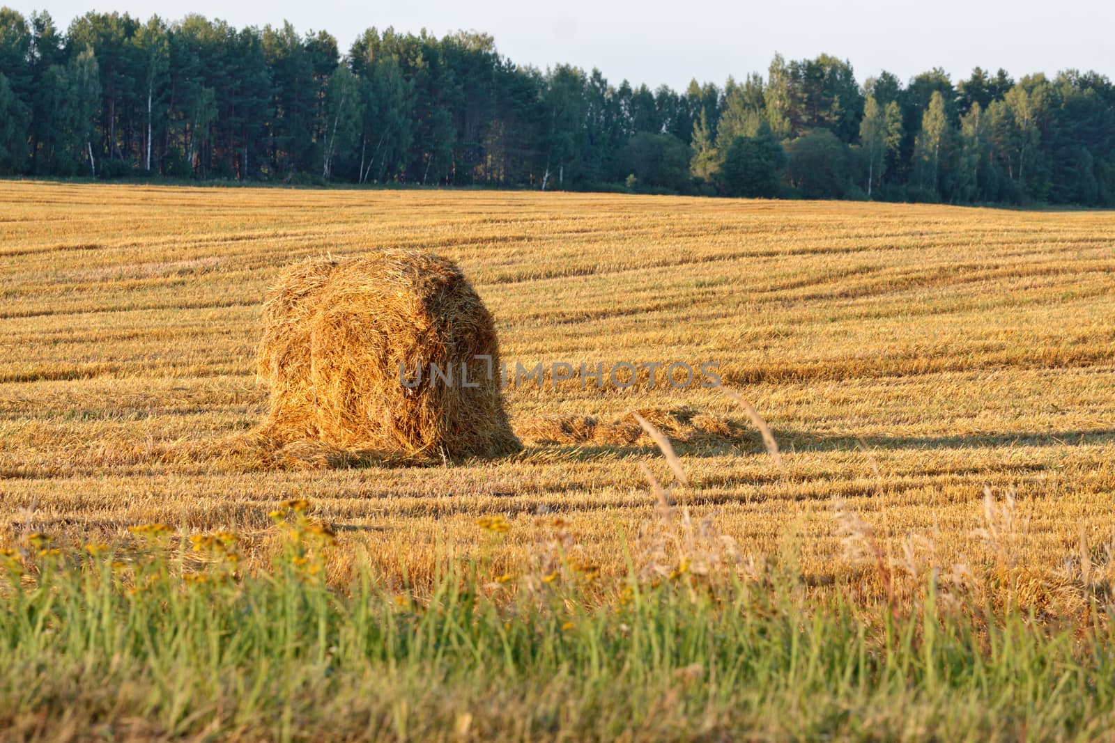 Haystack on a field in Russian countryside by dsmsoft