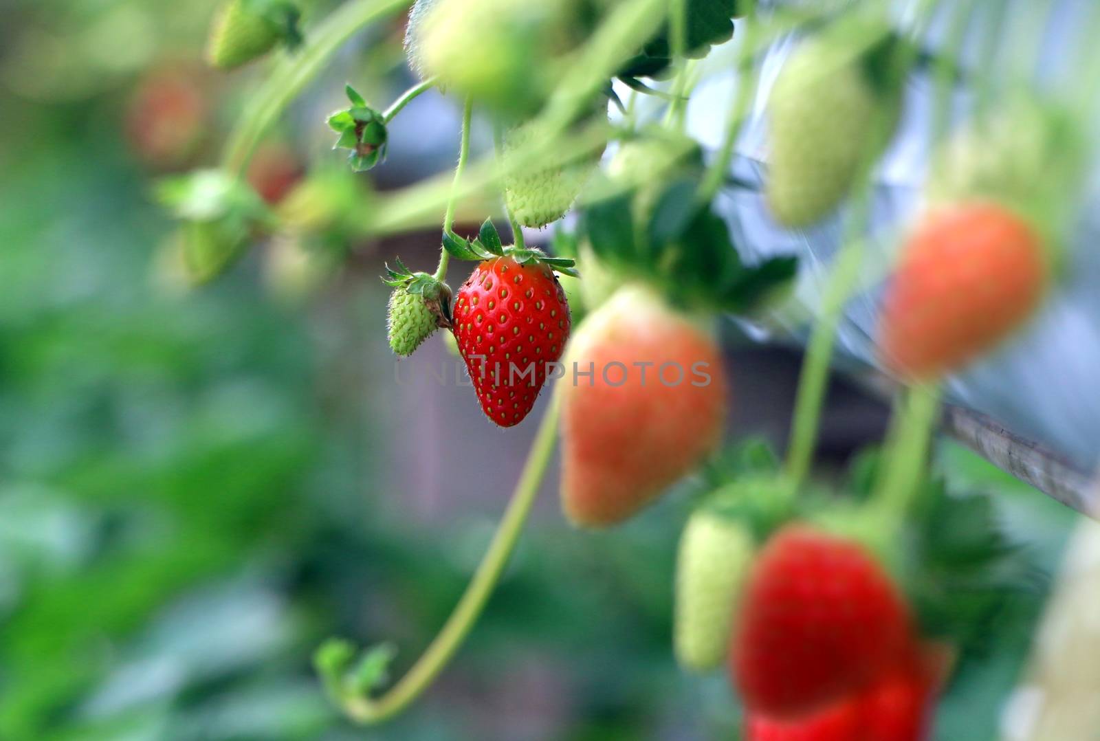 Strawberry ready for picking by razihusin