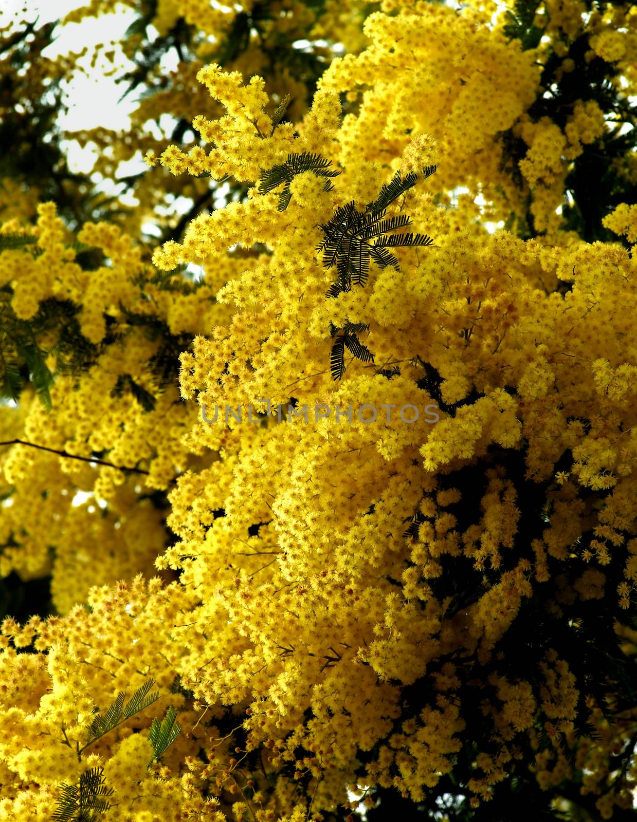 Beauty Yellow Lush Foliage Flowering Mimosa with Leafs closeup Outdoors