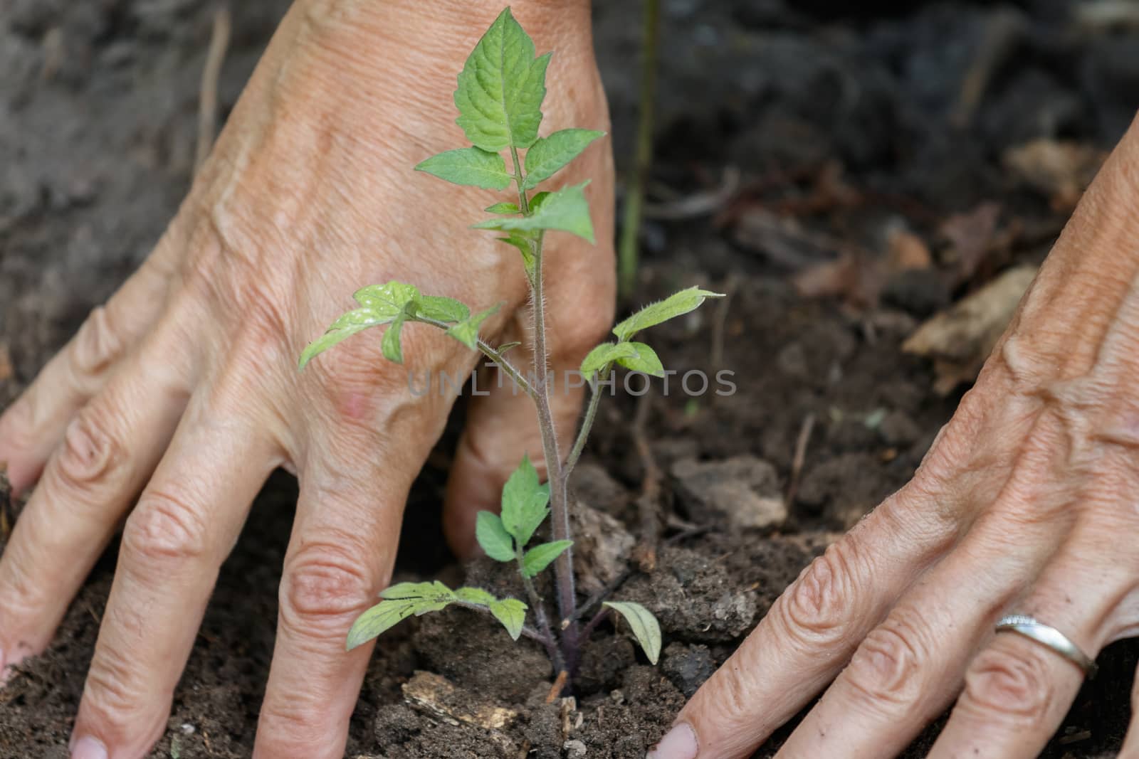 Tomato planting by lprising