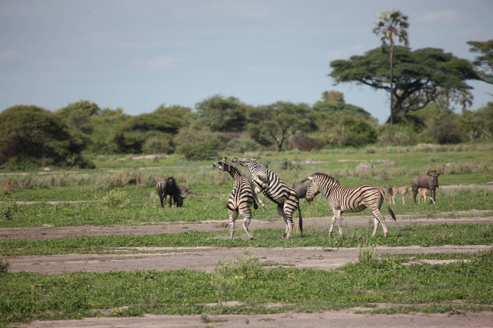 Zebra Botswana Africa savannah wild animal picture by desant7474