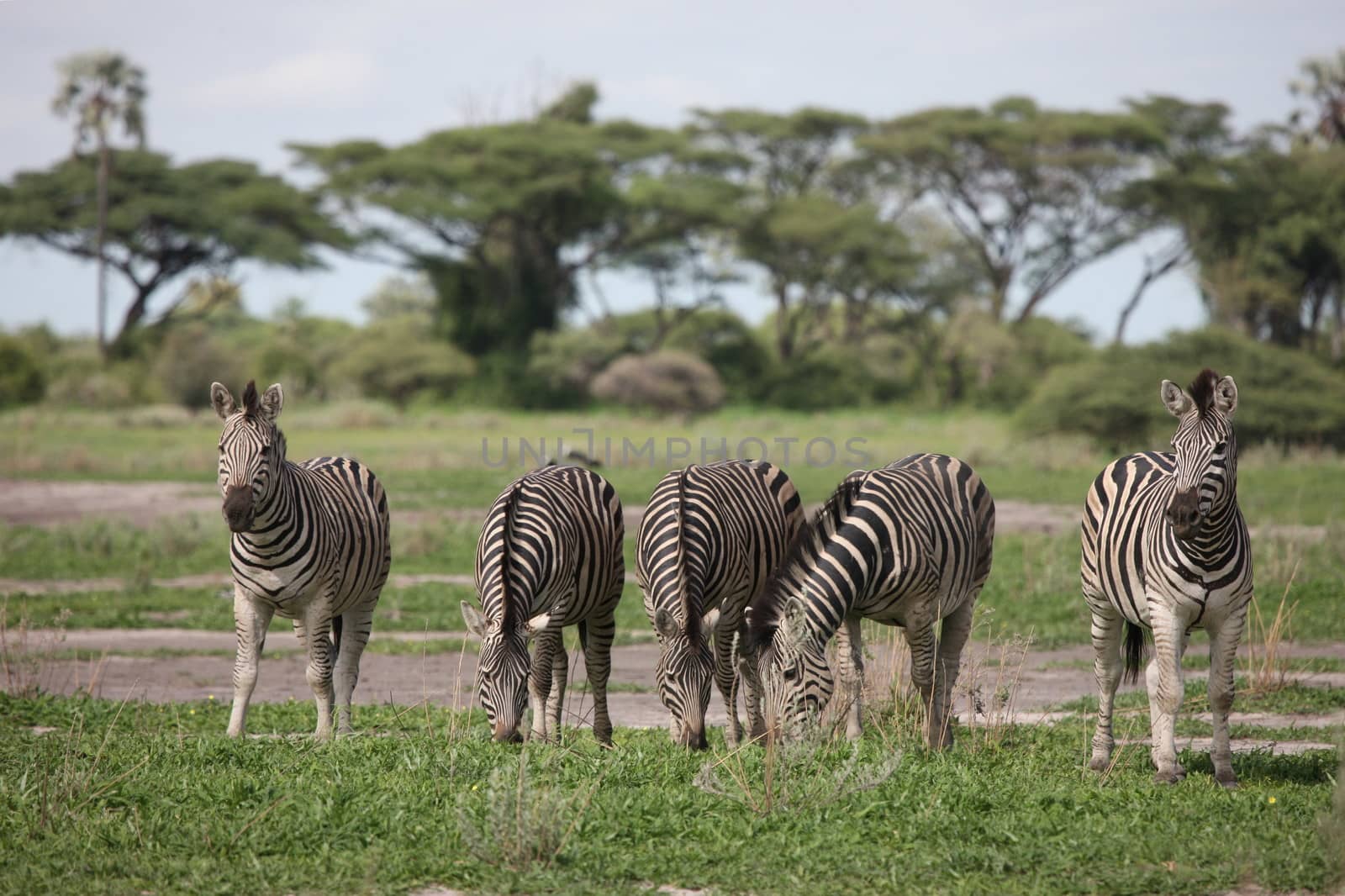 Zebra Botswana Africa savannah wild animal picture by desant7474