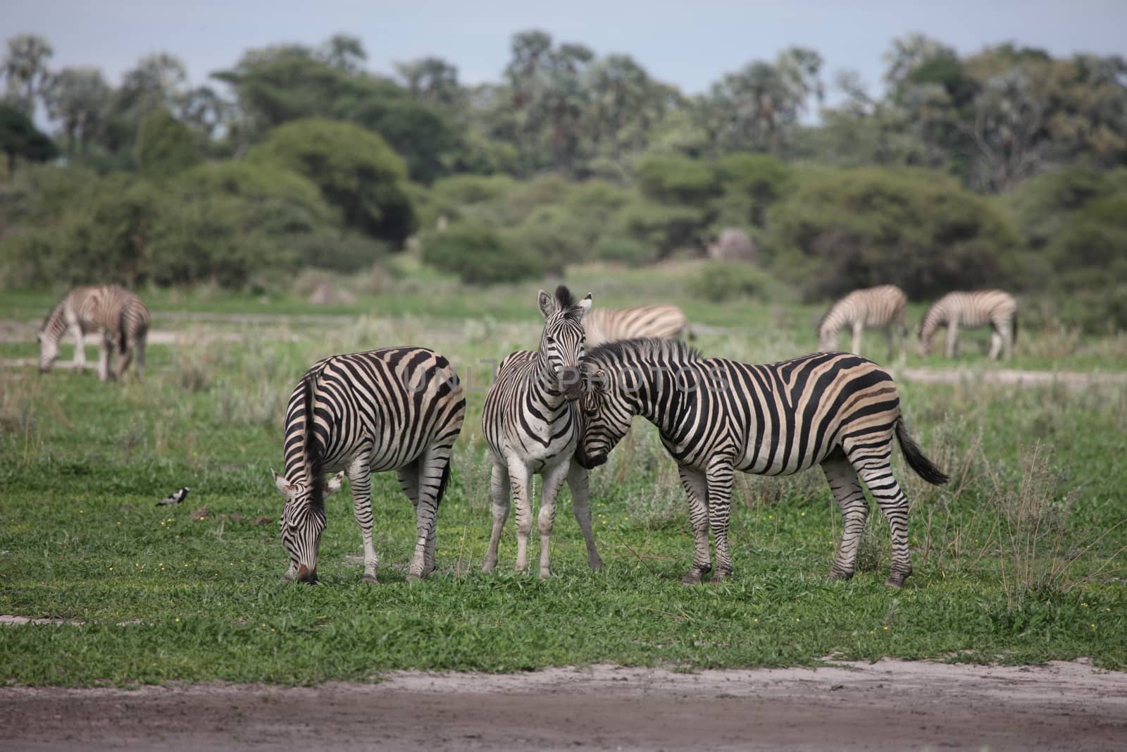 Zebra Botswana Africa savannah wild animal picture