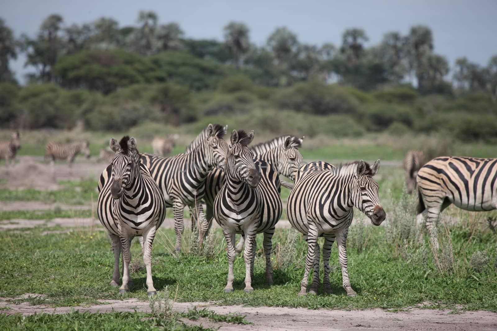 Zebra Botswana Africa savannah wild animal picture by desant7474