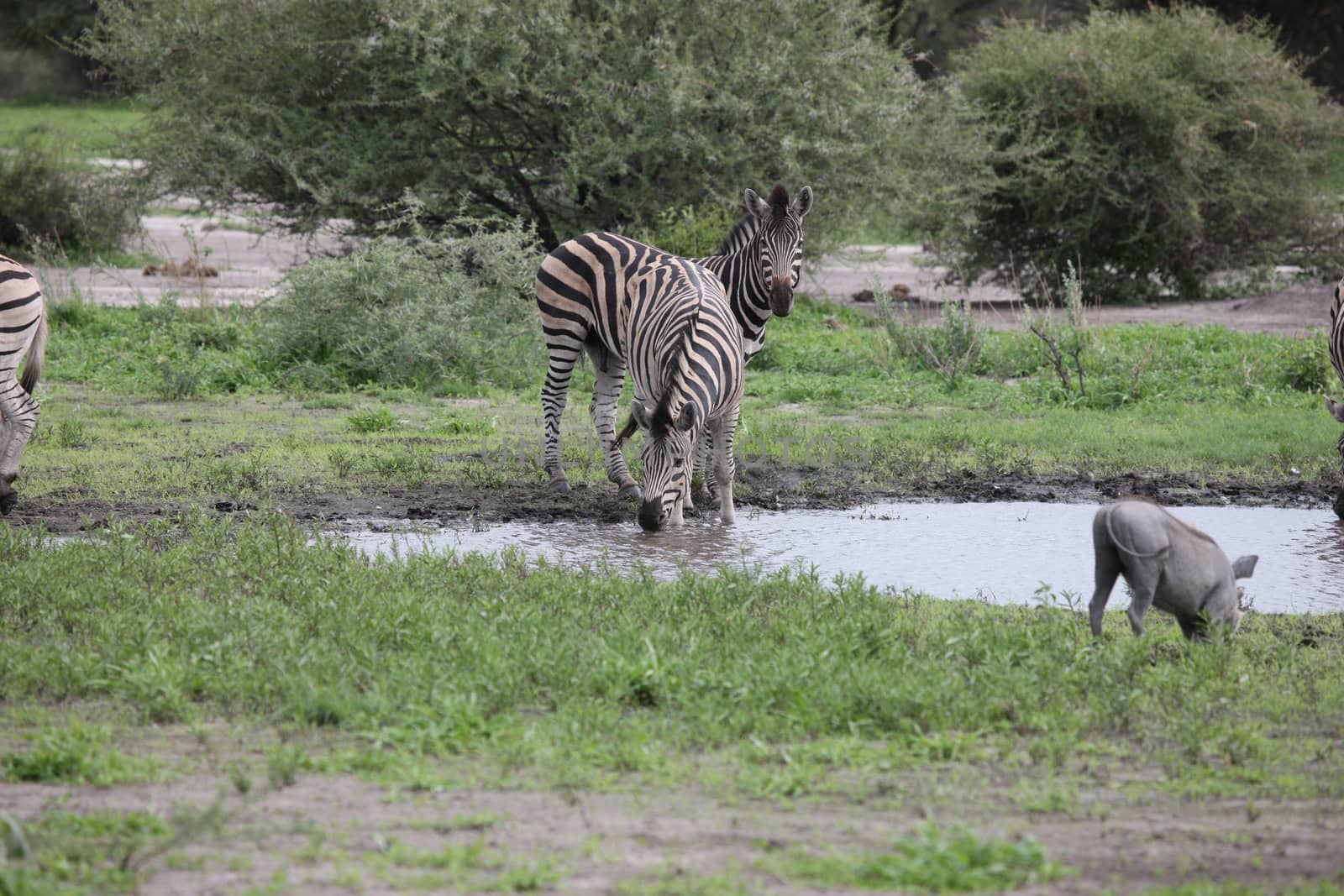 Zebra Botswana Africa savannah wild animal picture