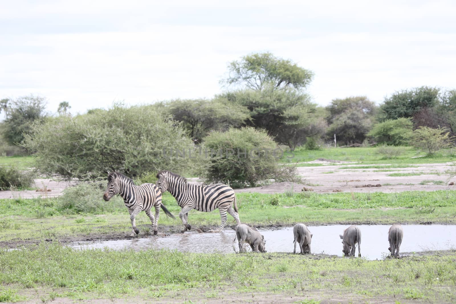 Zebra Botswana Africa savannah wild animal picture by desant7474