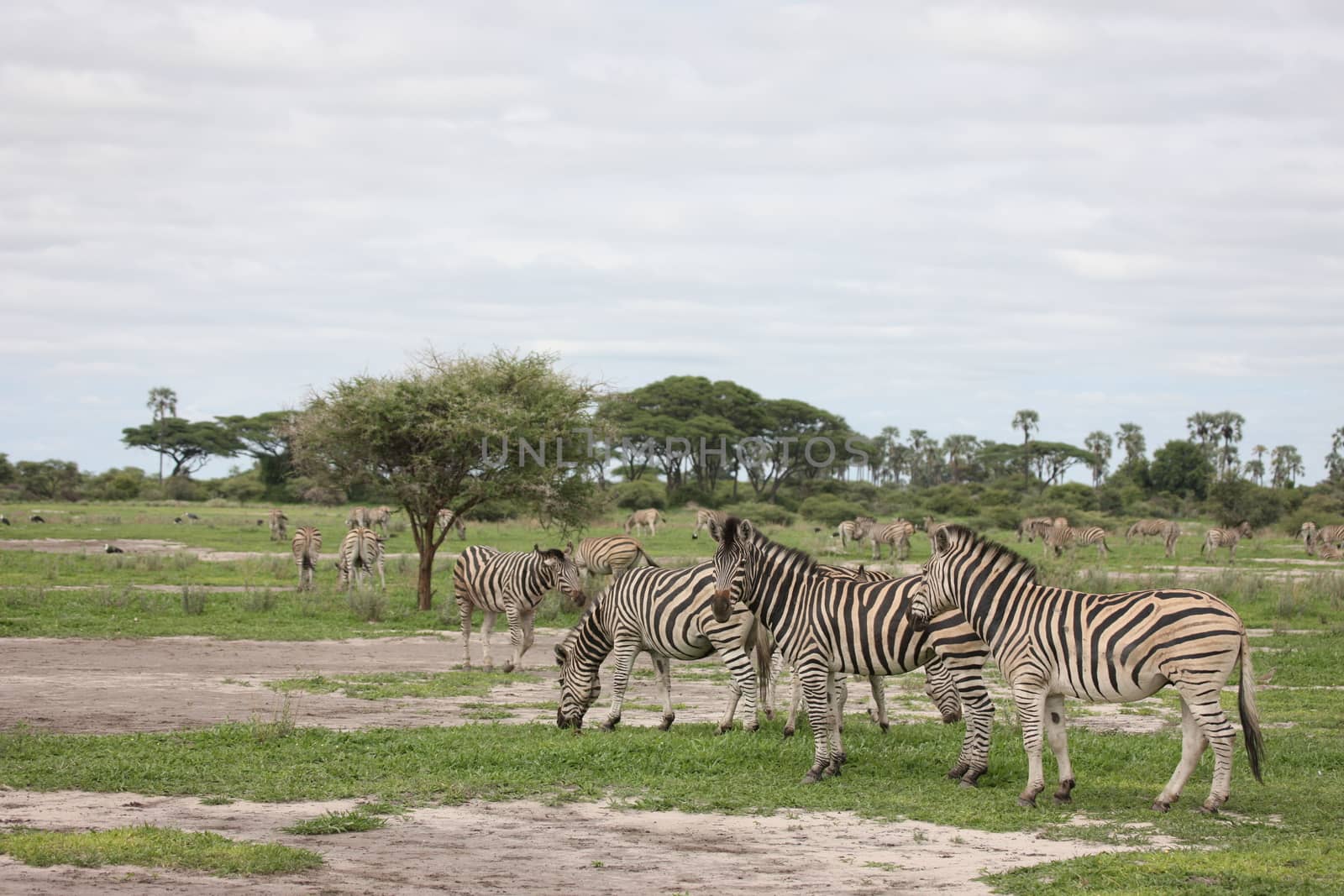 Zebra Botswana Africa savannah wild animal picture