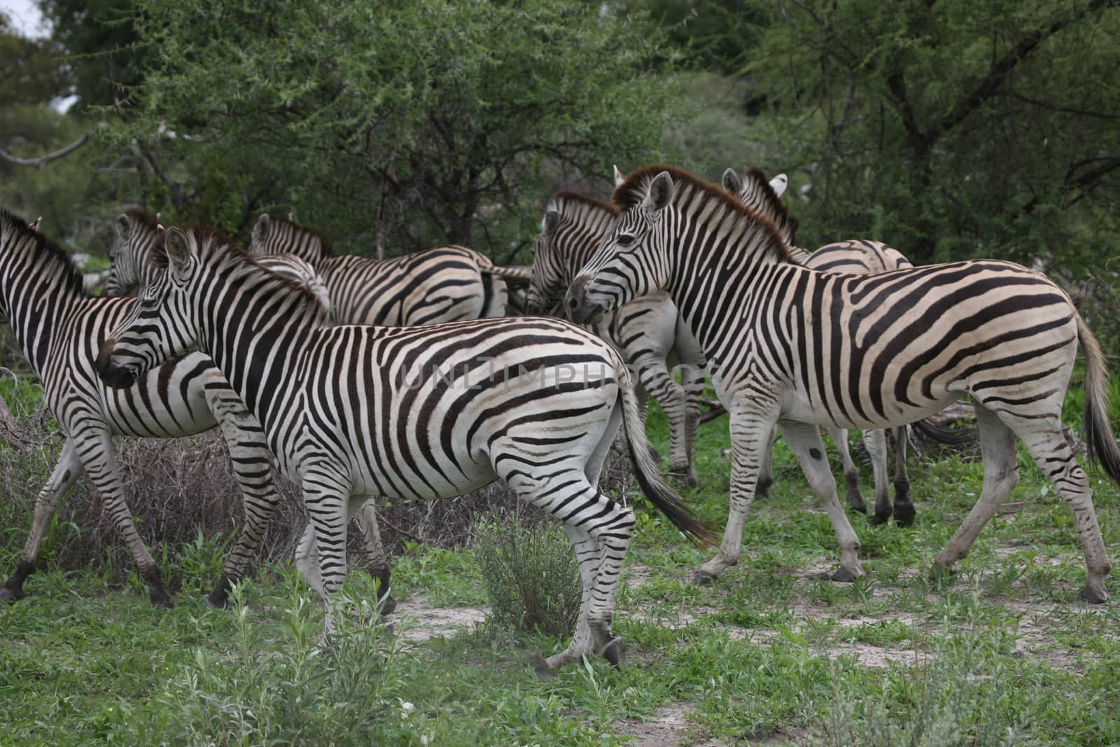 Zebra Botswana Africa savannah wild animal picture