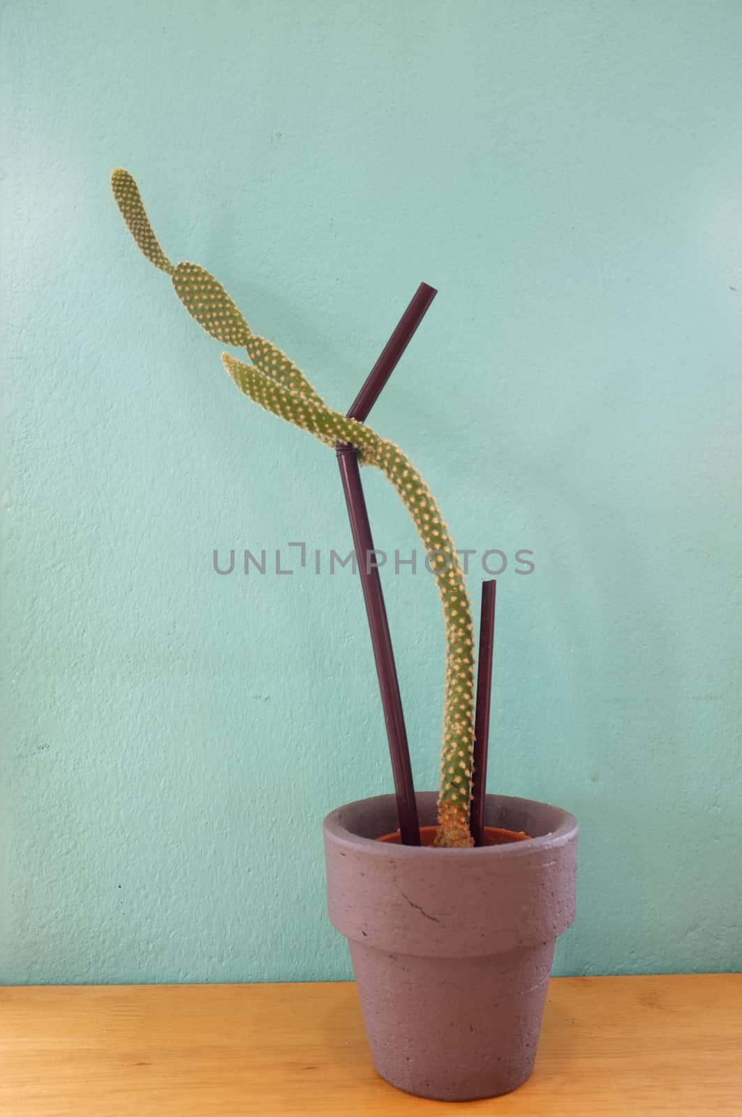 Small cactus in pot