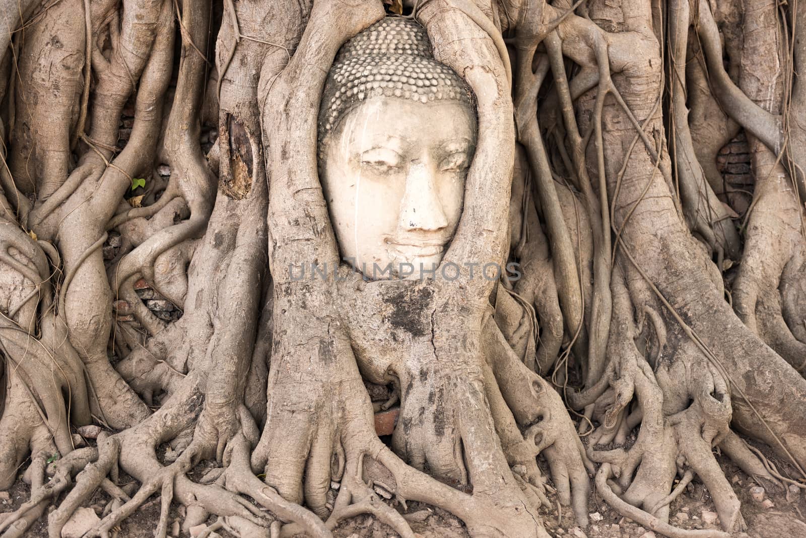 The head of Buddha in tree roots in Wat Mahatat, Ayutthaya